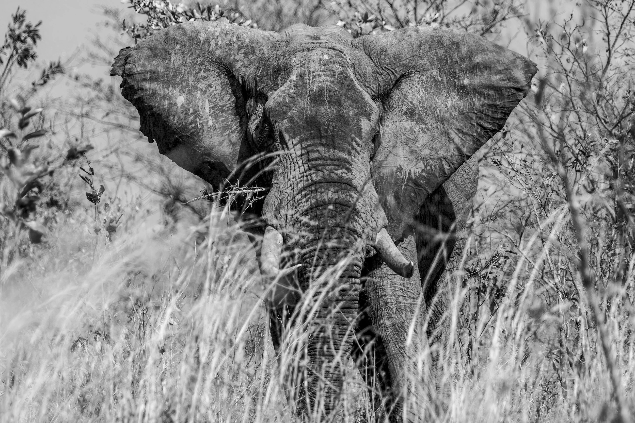 Angry Elephant B and W Small.jpg