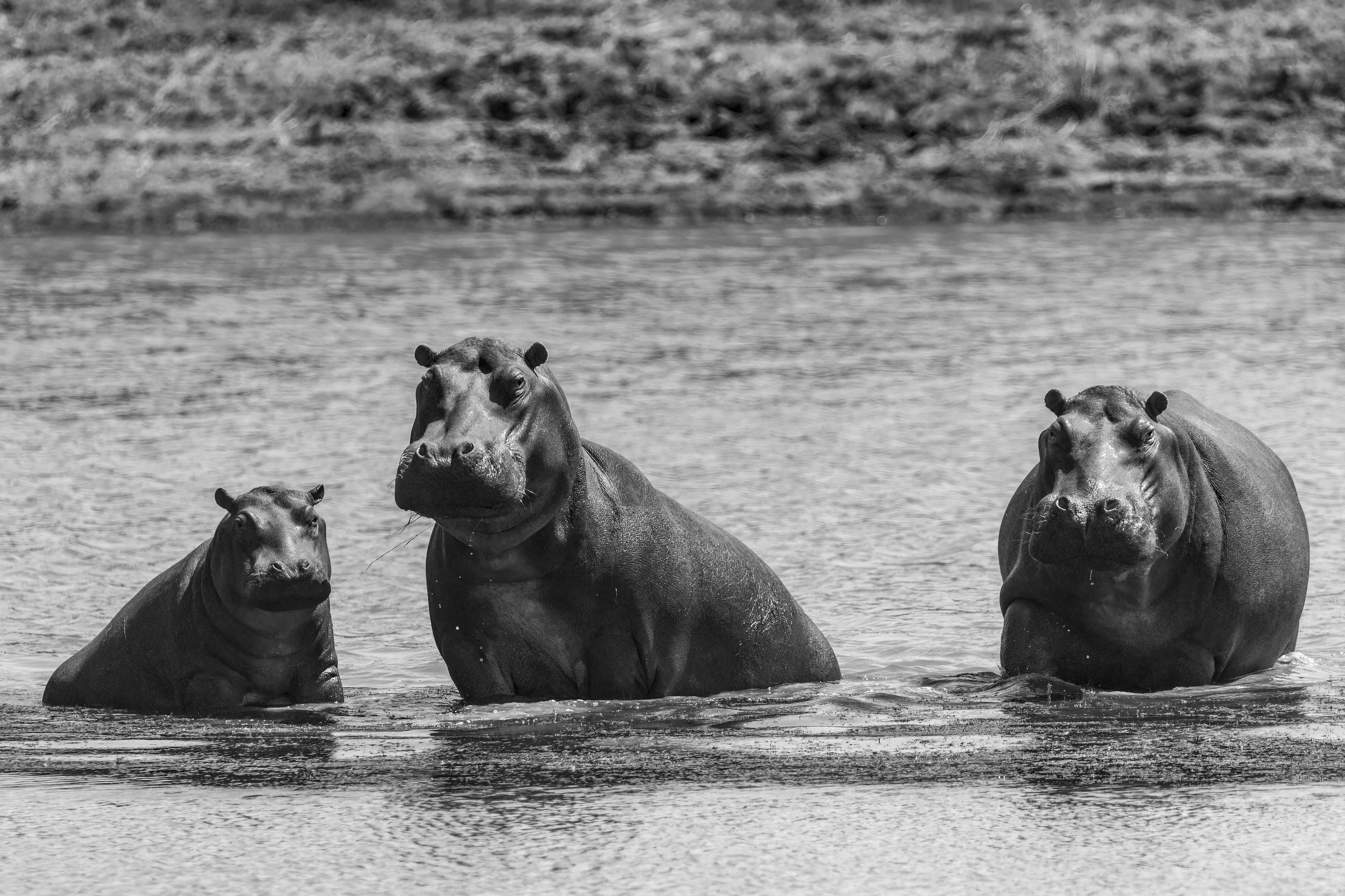 Hippos in the Watering Hole B and W Small.jpg