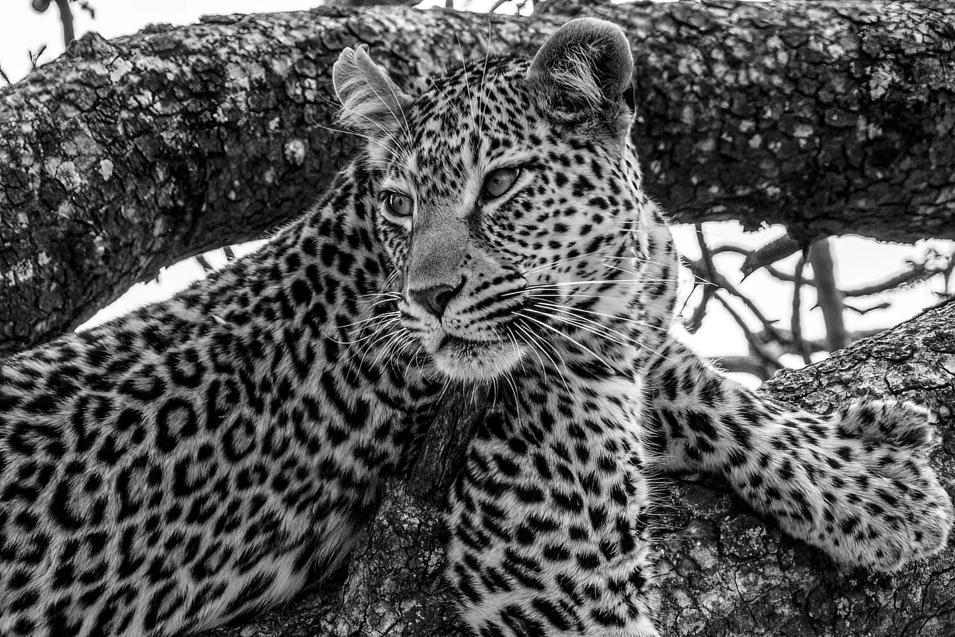 Leopard looking Back B and W Small.jpg