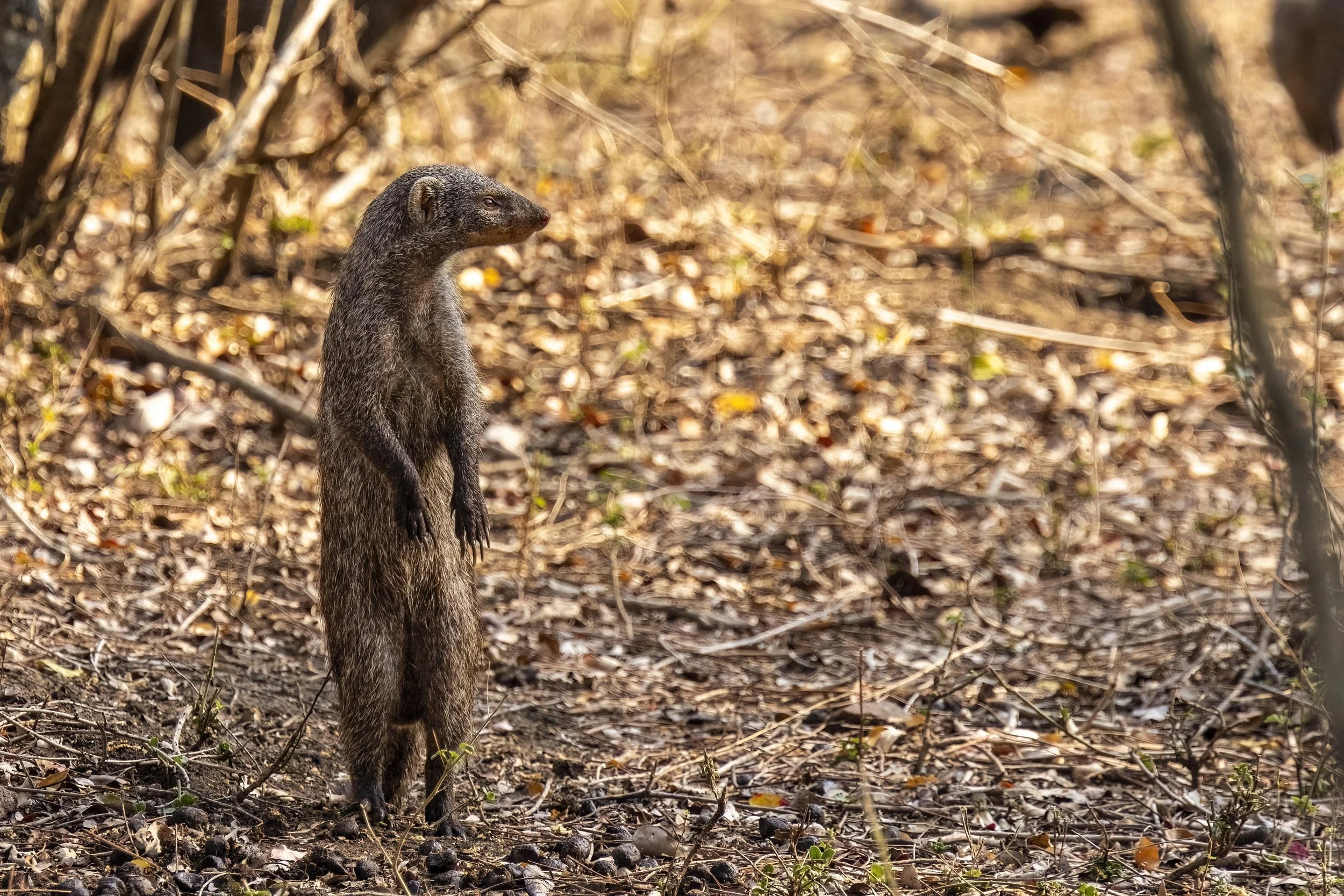 Banded Mongoose Small.jpg
