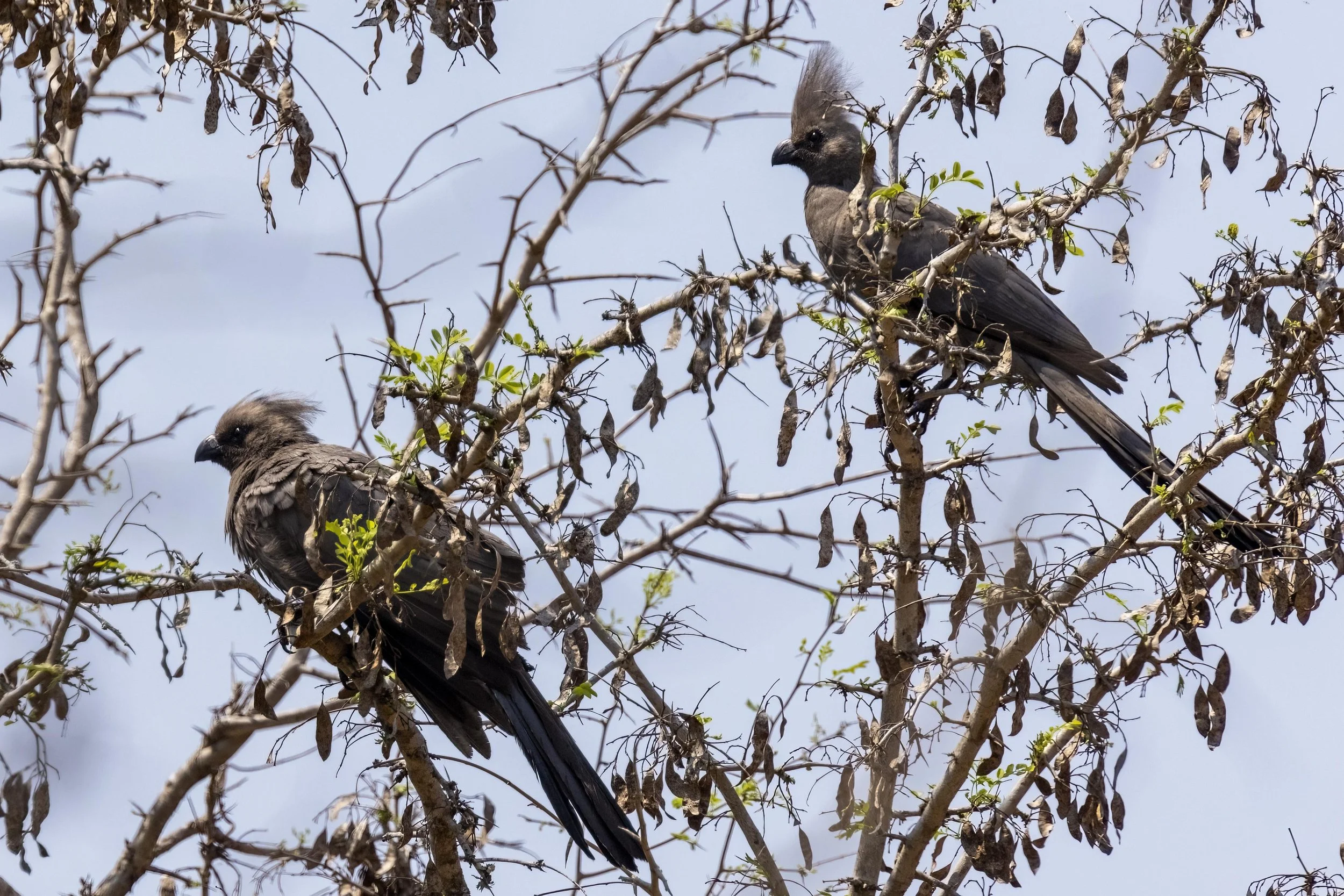 Go Away Birds in a Tree Small - Copy.jpg