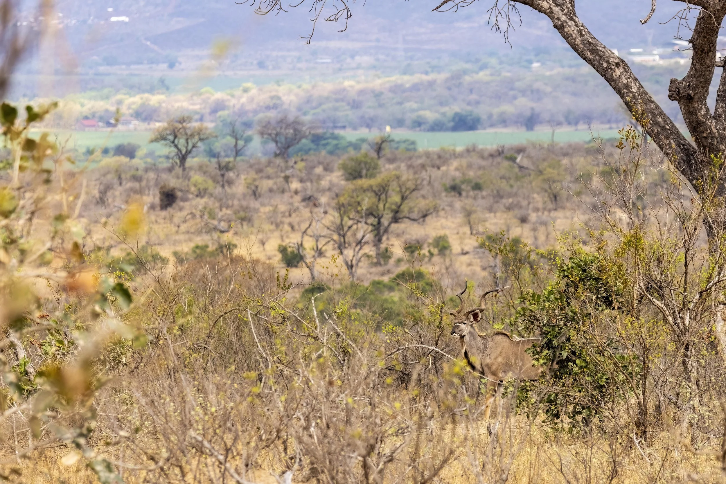 Kudu in the Bush Small - Copy.jpg