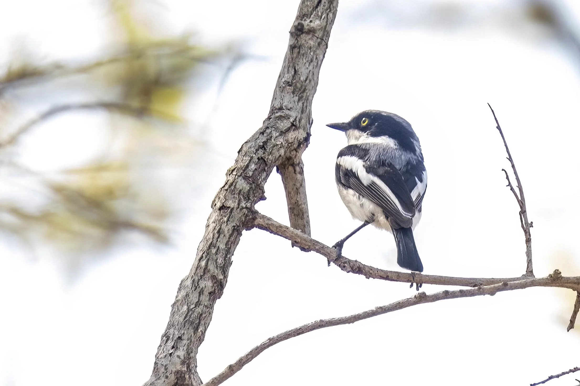 Pririt Batis Small - Copy.jpg