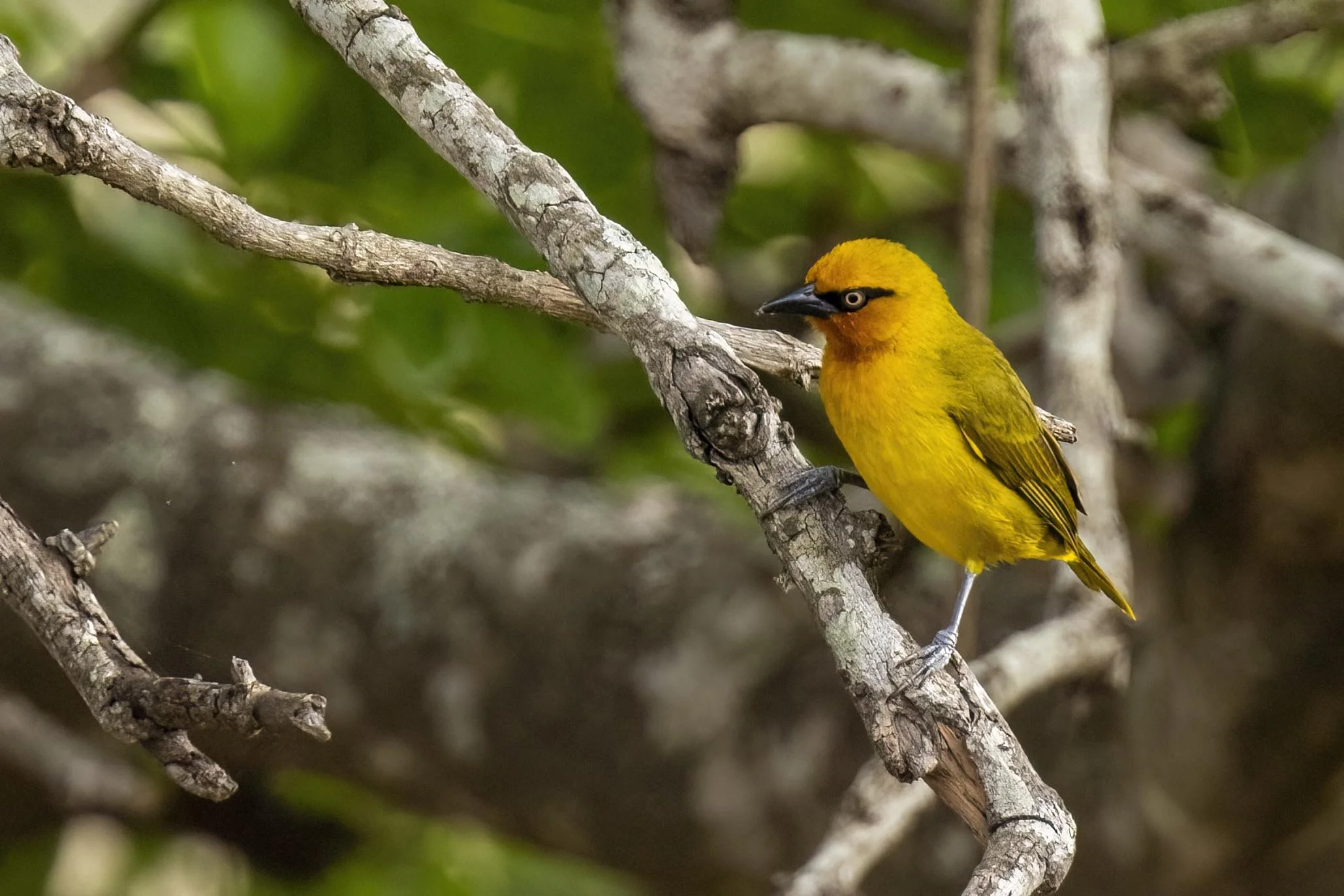 Spectacled Weaver Small.jpg