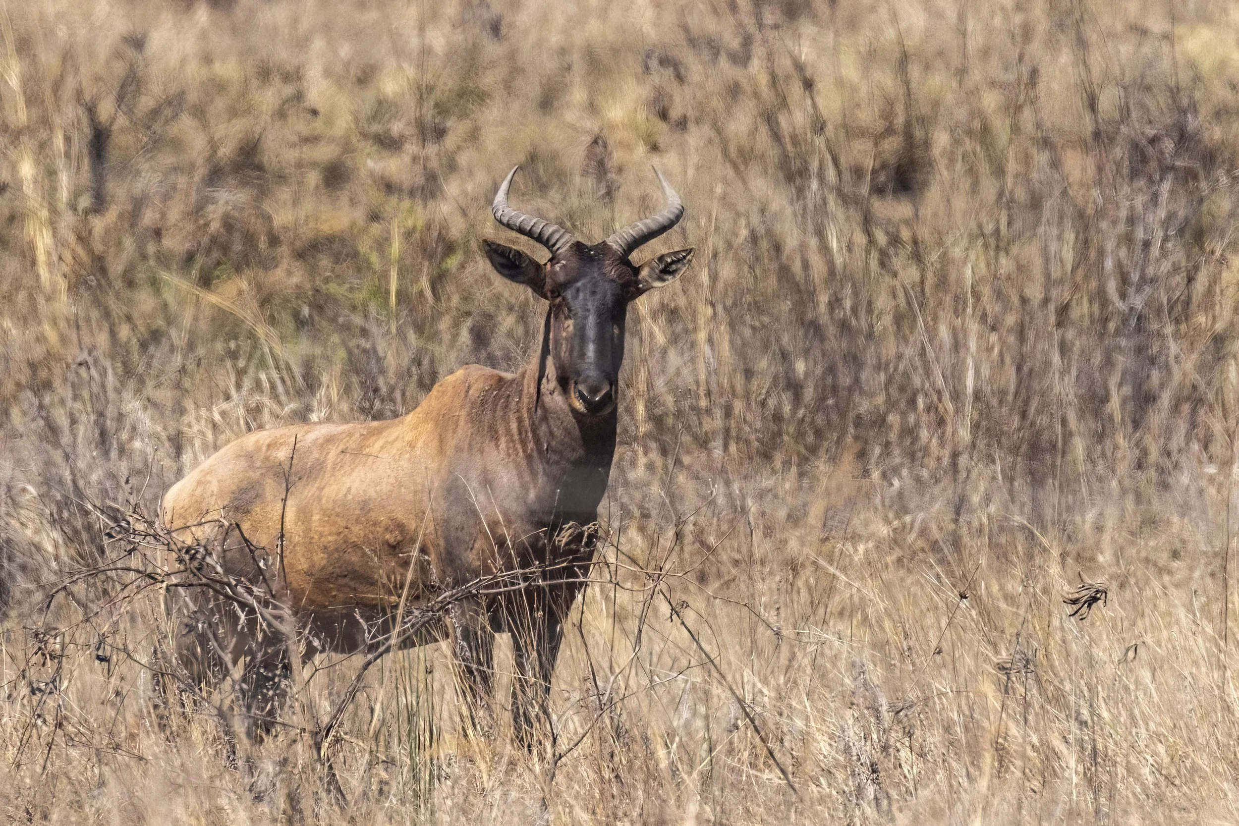 Tsessebe 2 Small.jpg