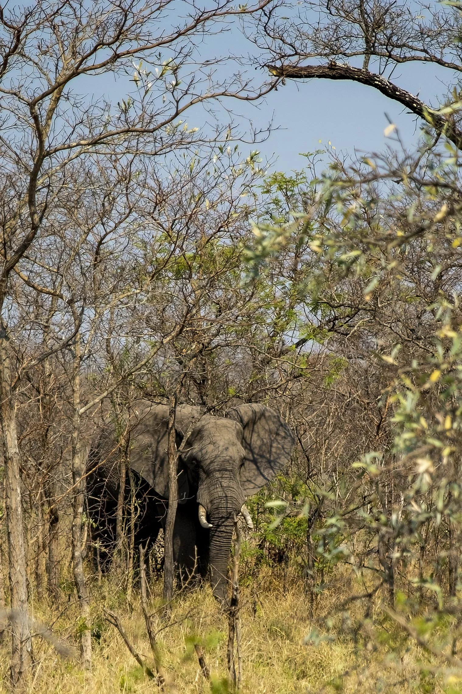 Elephant in the Bush Small.jpg