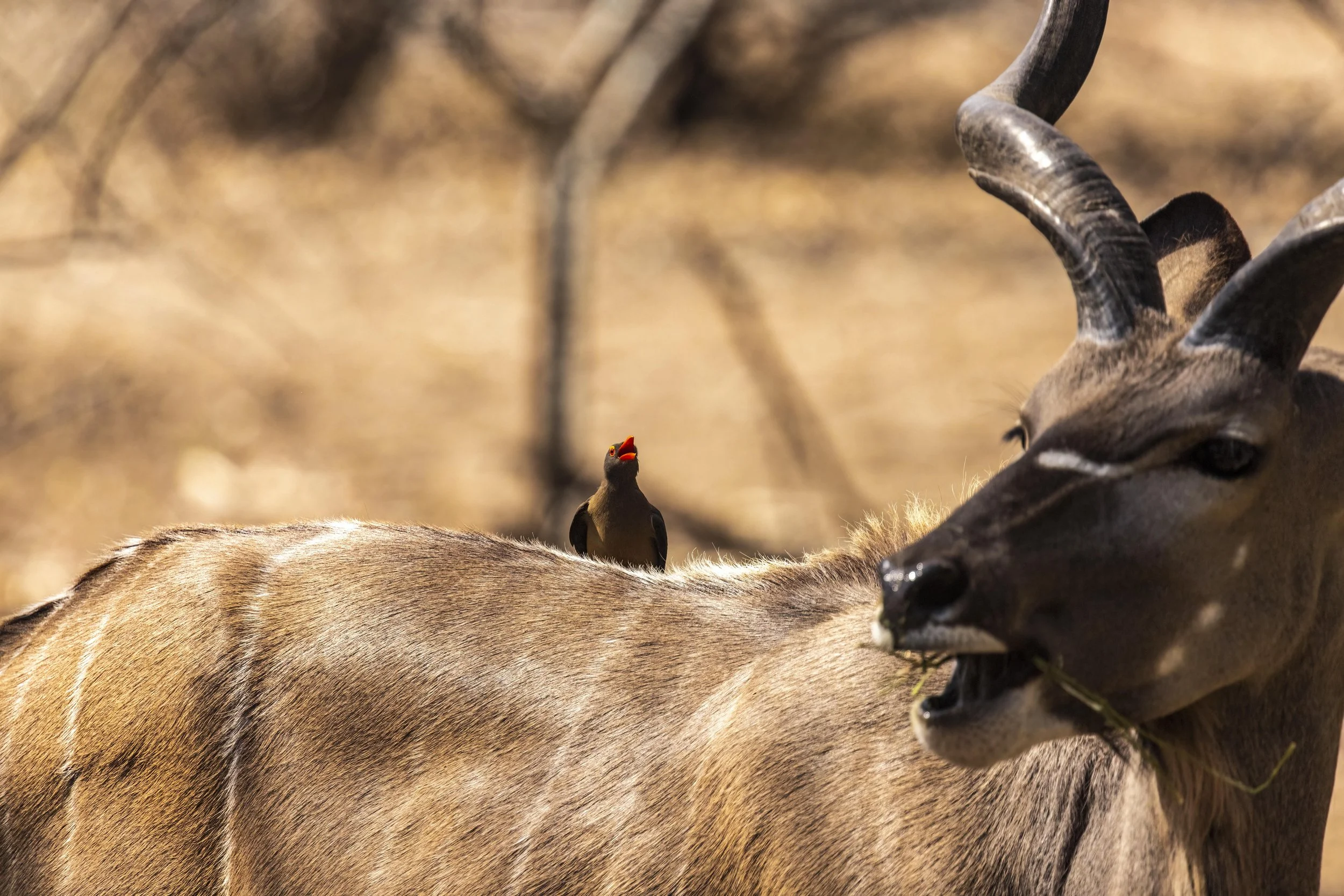 Ox pecker and Kudu having a Chat Small.jpg