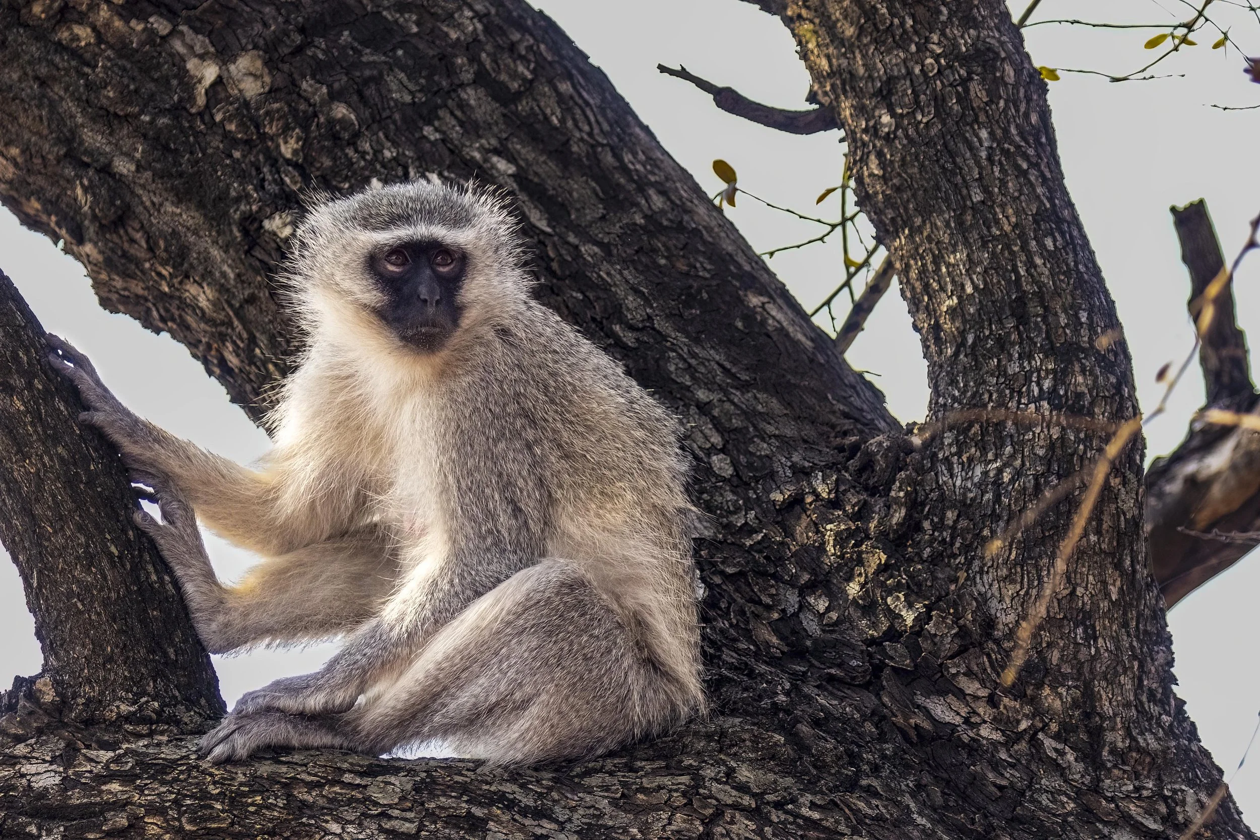 Vervet Monkey Sitting in a Tree Small.jpg