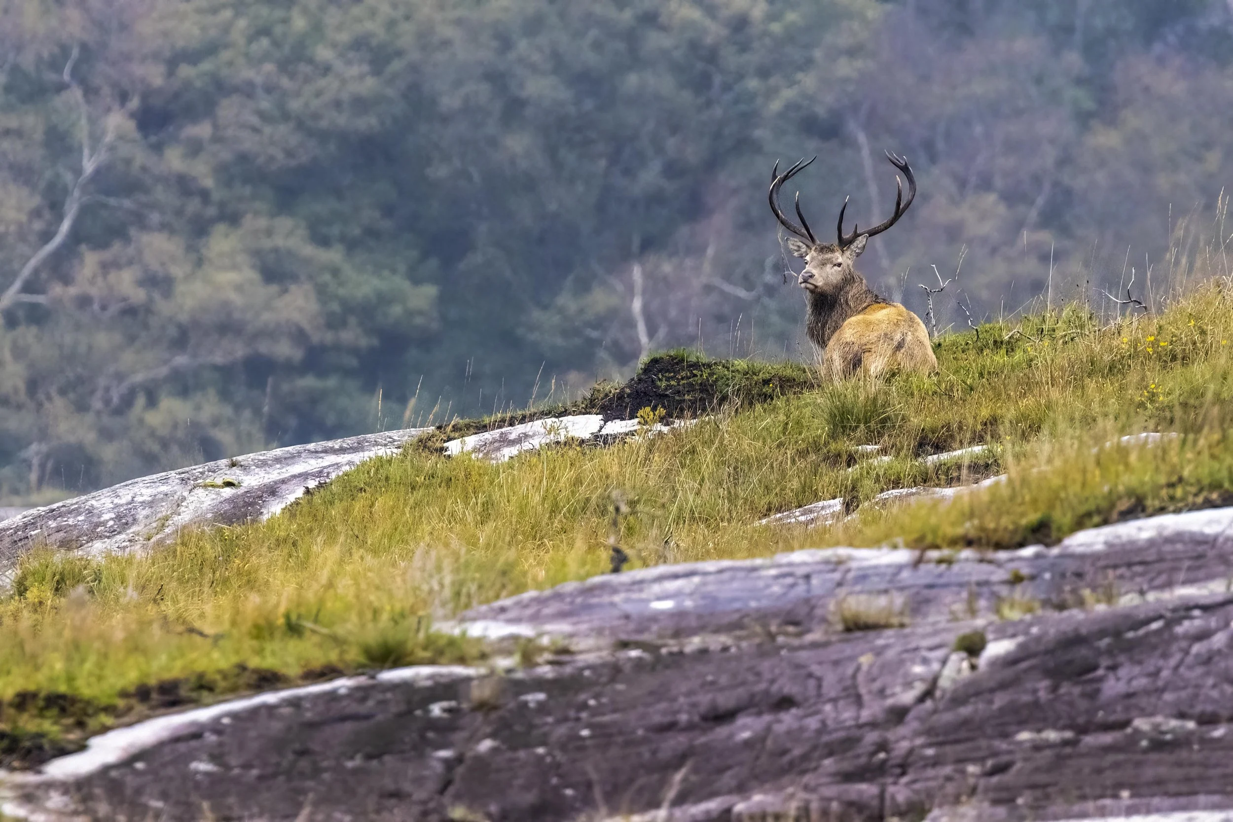 Red Stag resting in the Mountains Small.jpg