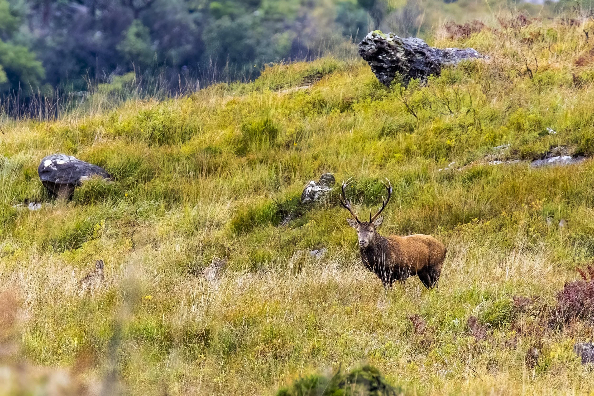 Red Stag on the hill Small.jpg