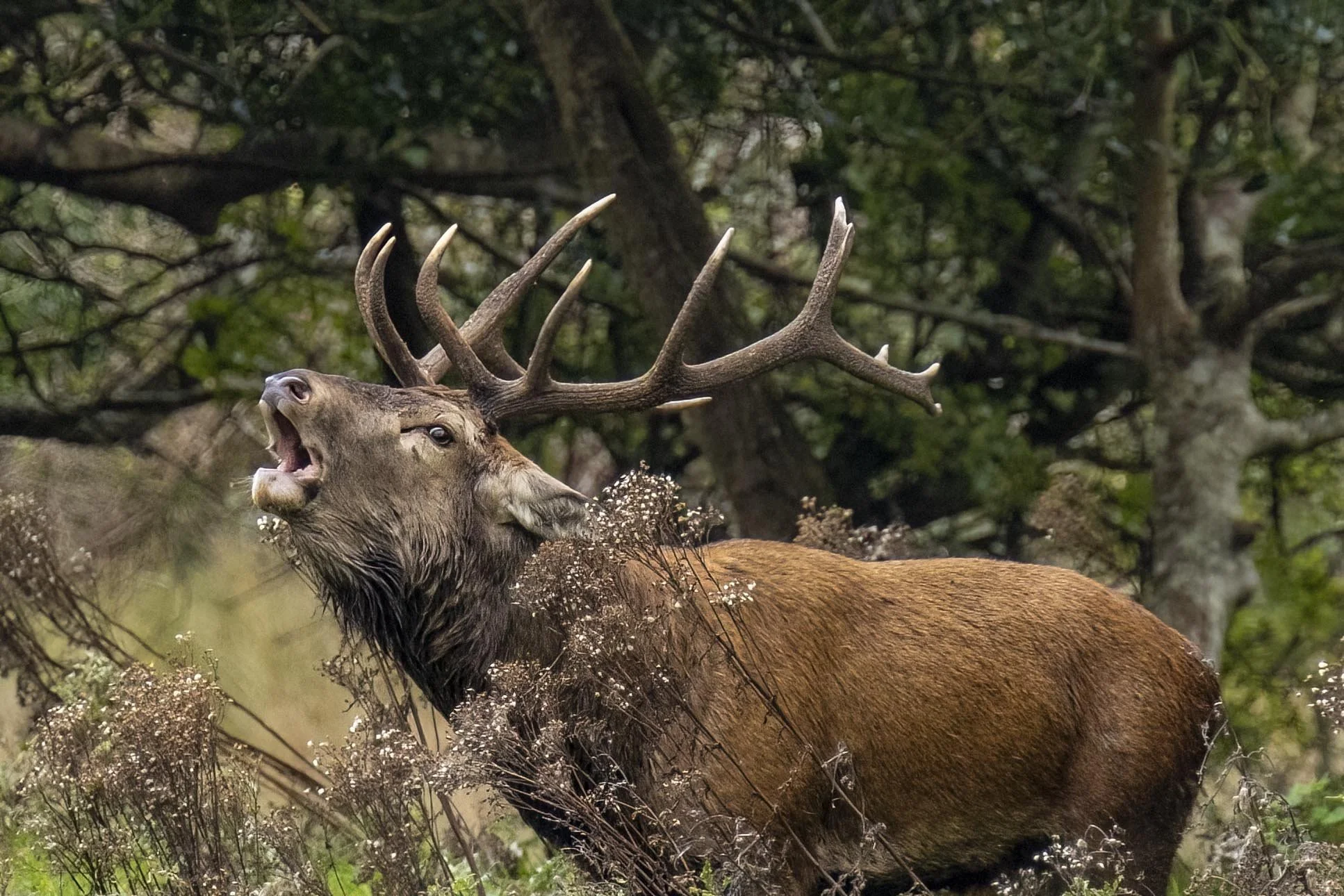 Red Stag Roaring Small.jpg