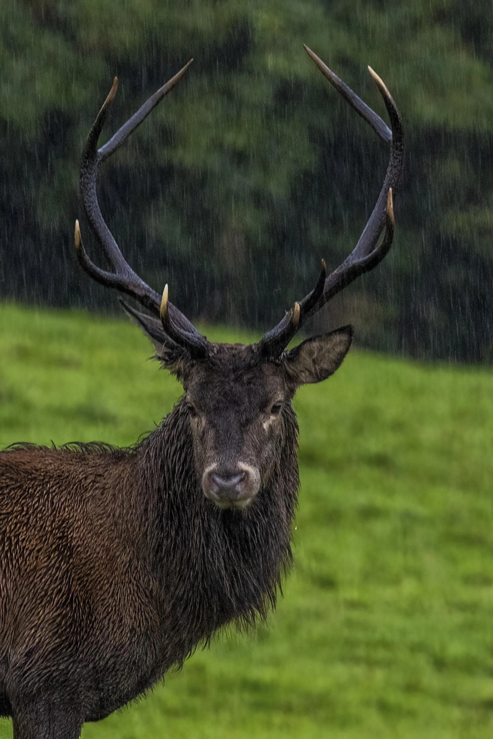 Young Stag in the Rain Small.jpg