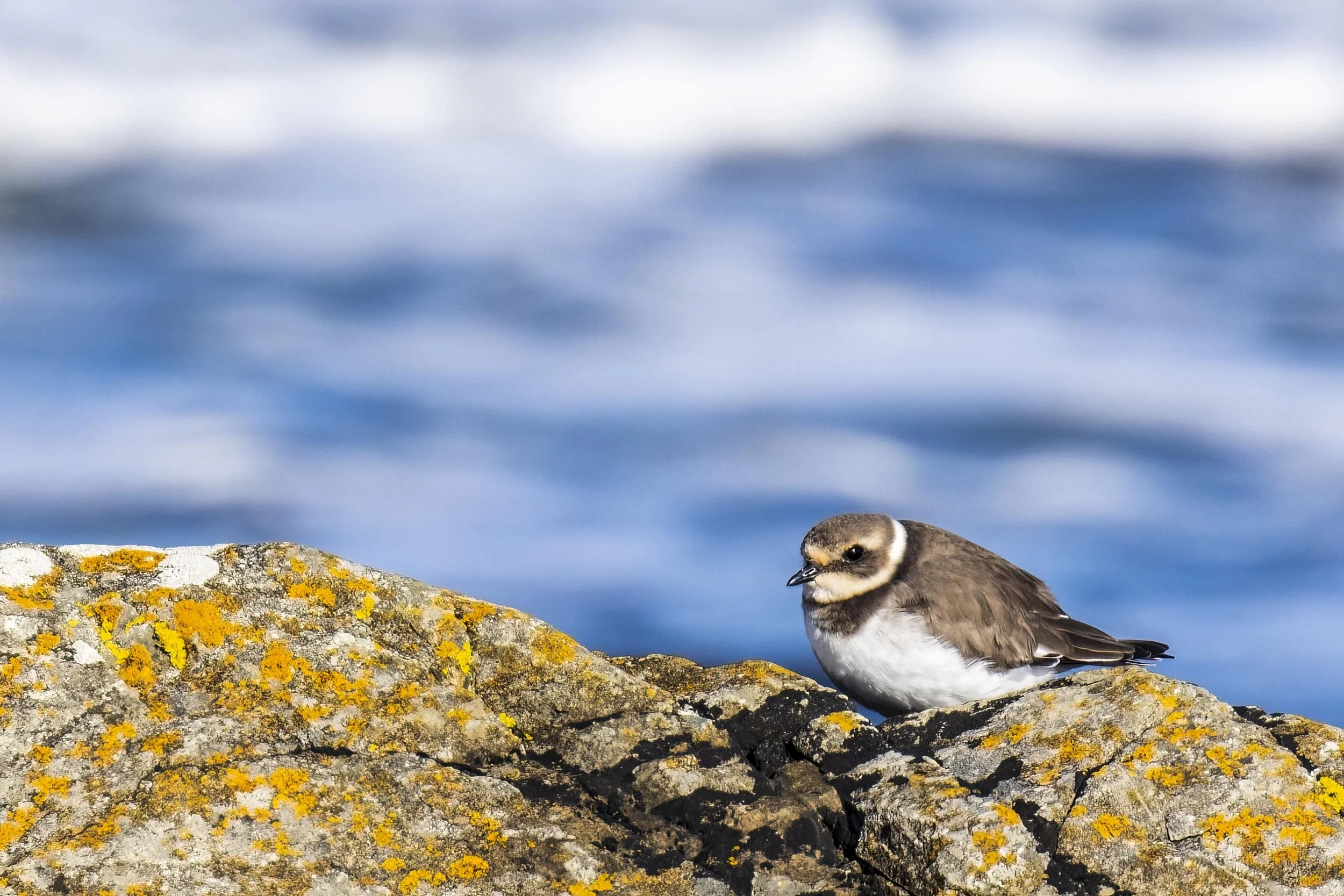 Ringed Plover Small.jpg