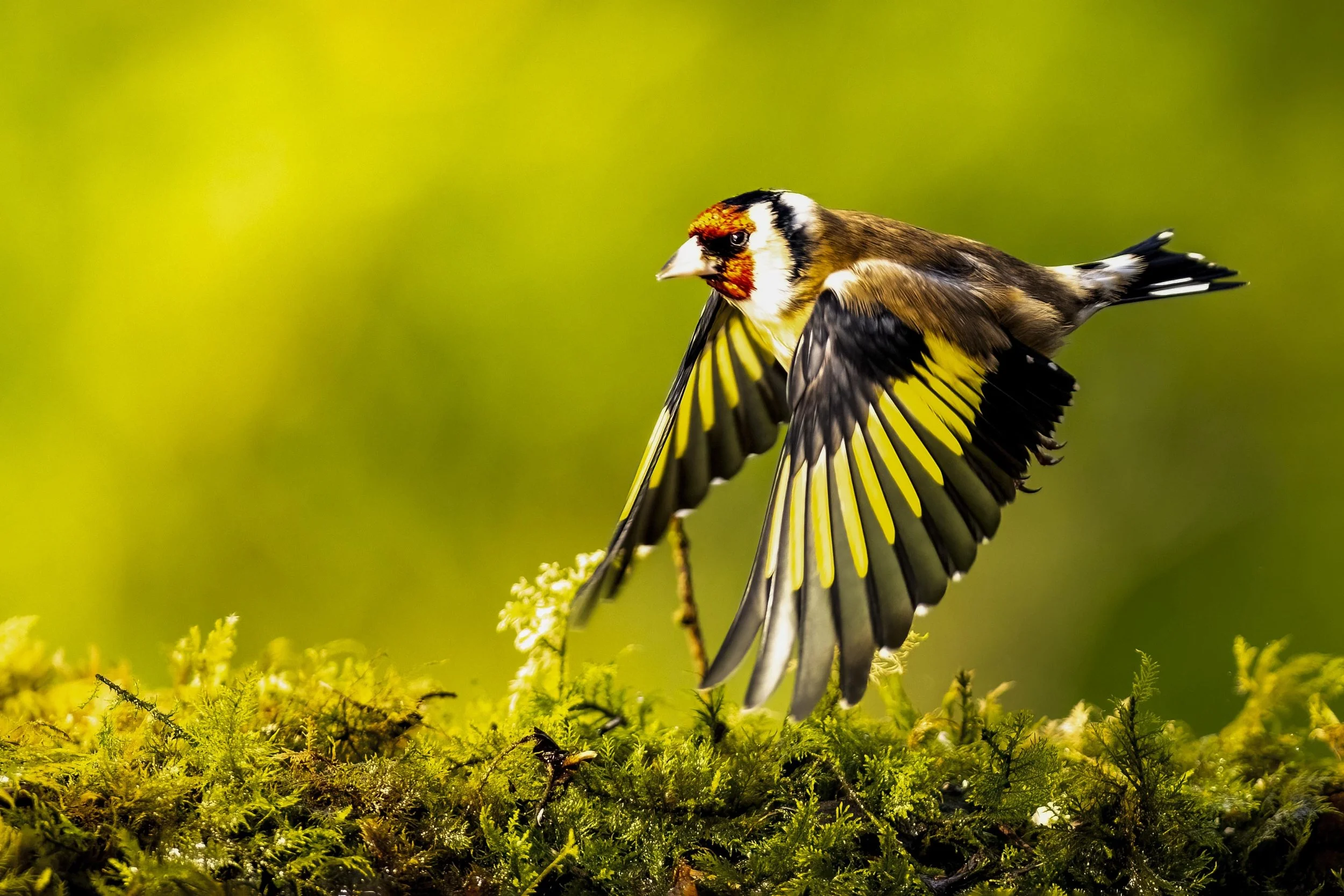 Goldfinch in Flight Small.jpg