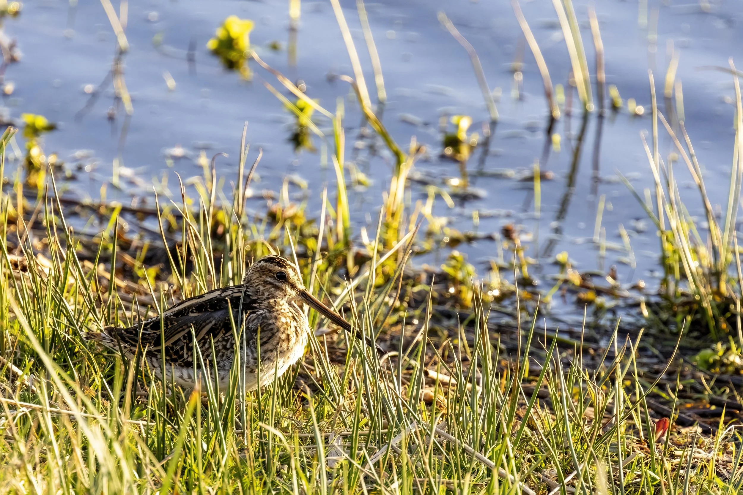 Snipe at the Pond 1 Small .jpg