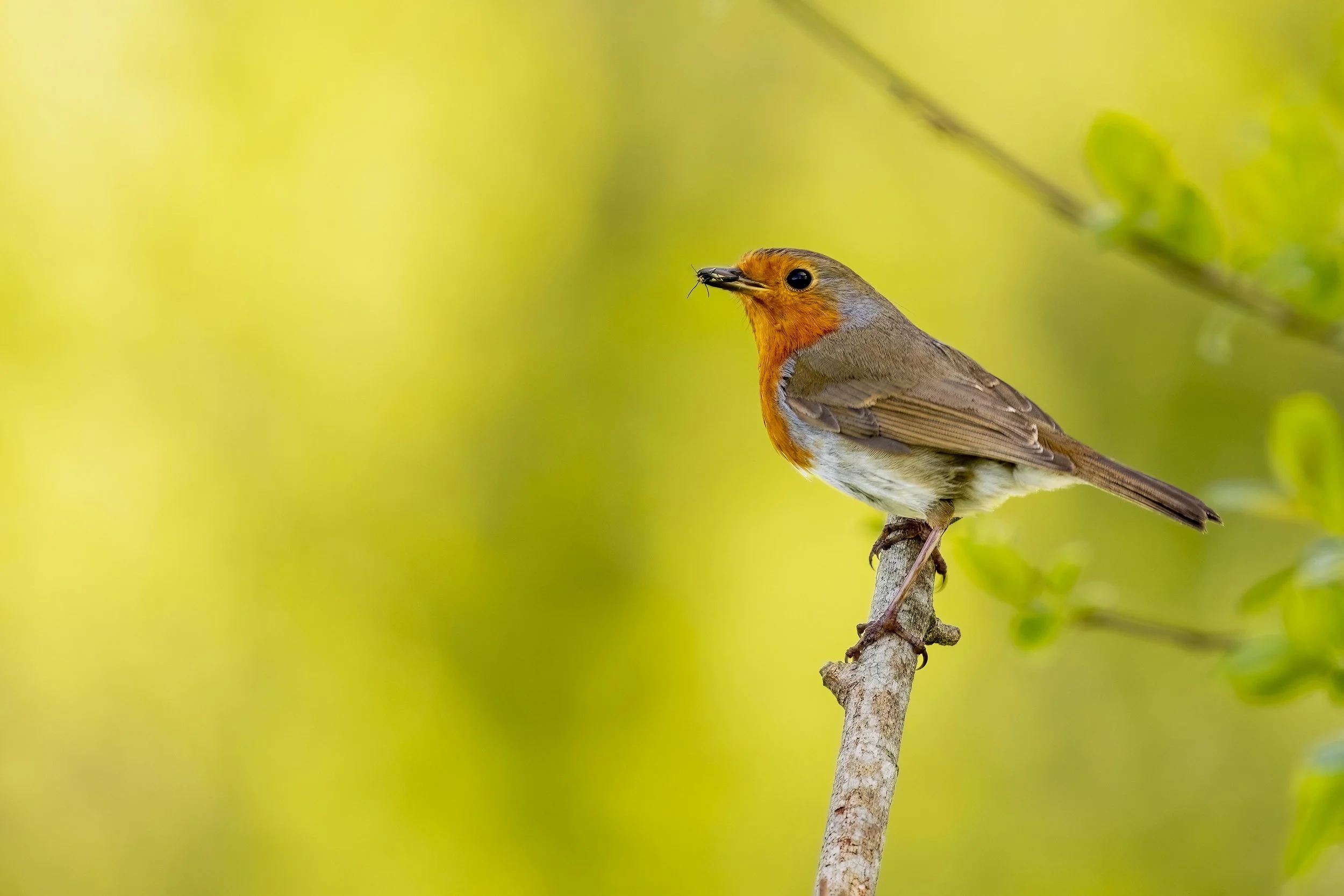 Robin Catching insects 1 Small.jpg