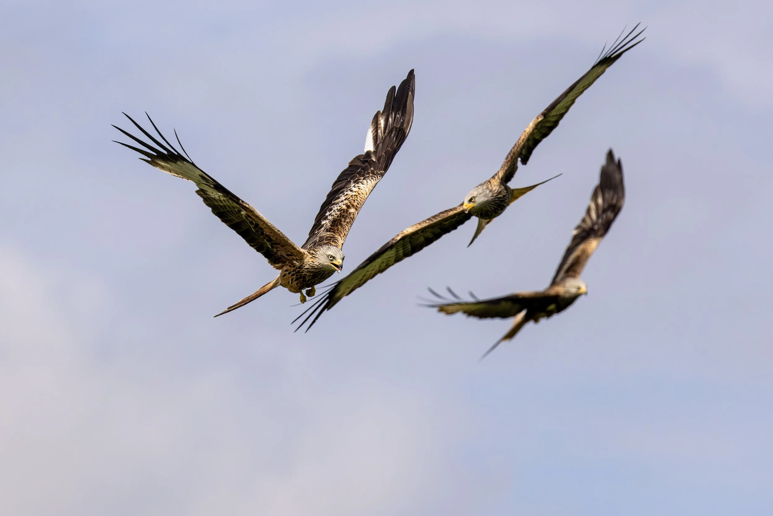 3 Kites in Flight Small.jpg