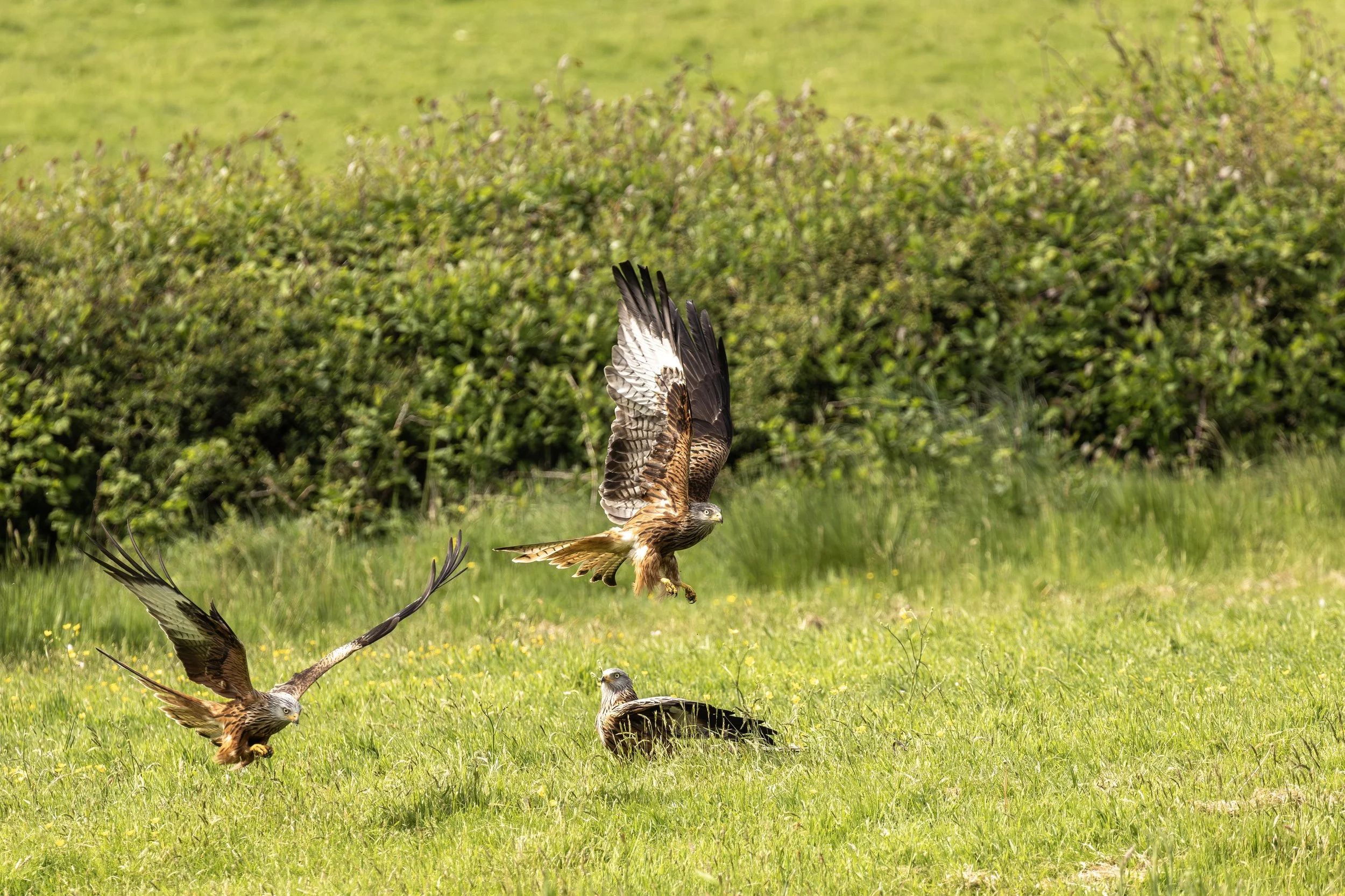 3 Red Kites Small.jpg