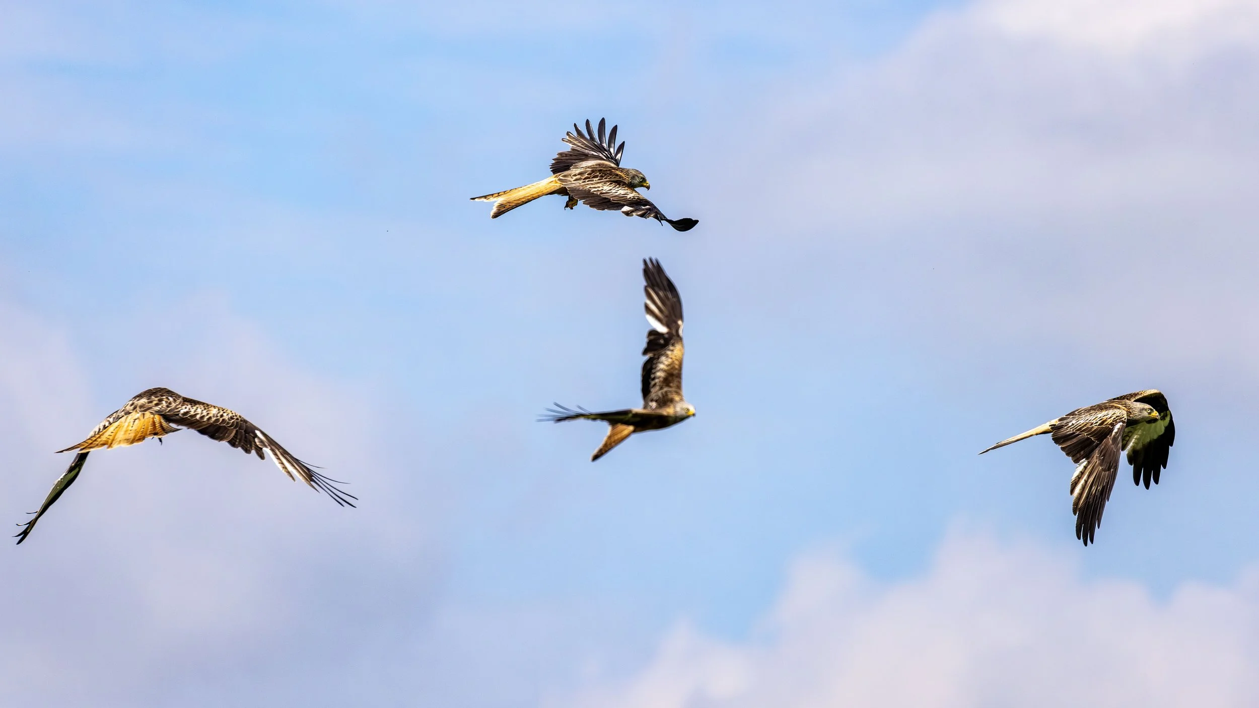 4 Red Kites in Flight Small.jpg