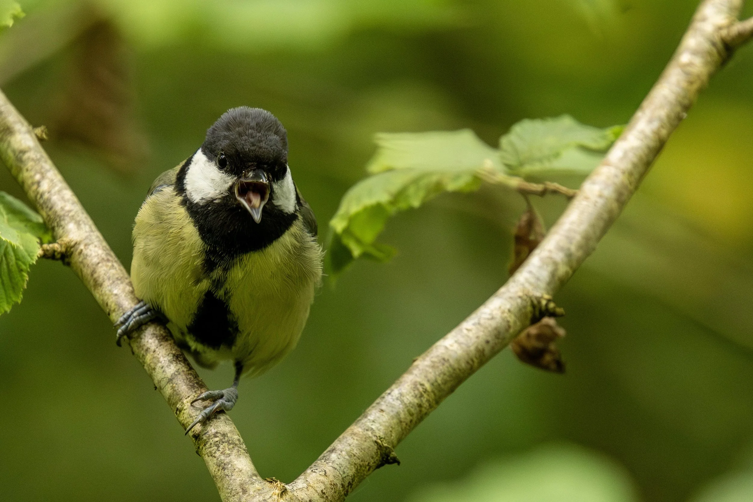 Great Tit Singing Small.jpg