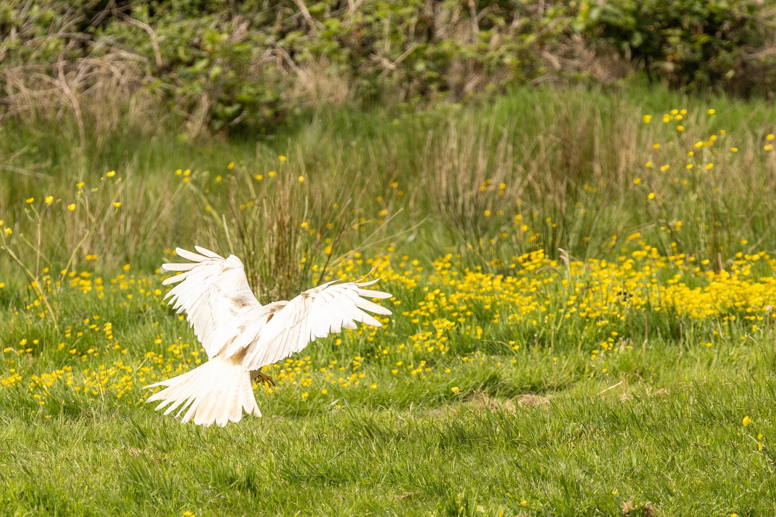 Leucistic Red Kite Landong in a Field Small.jpg