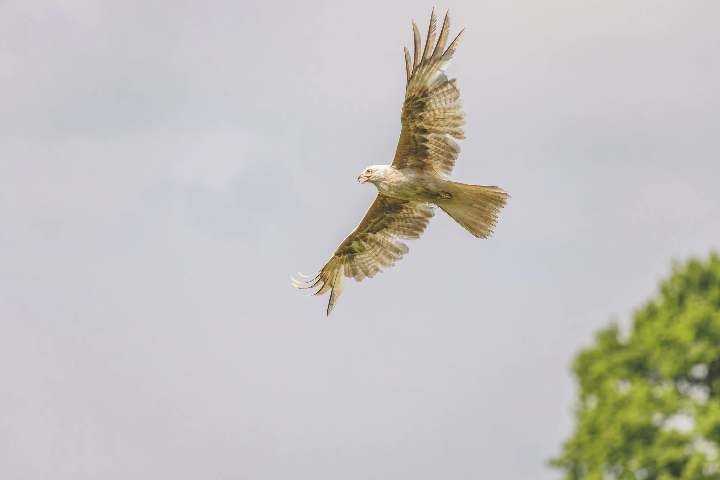 Leucistic Red Kite 2 Small.jpg