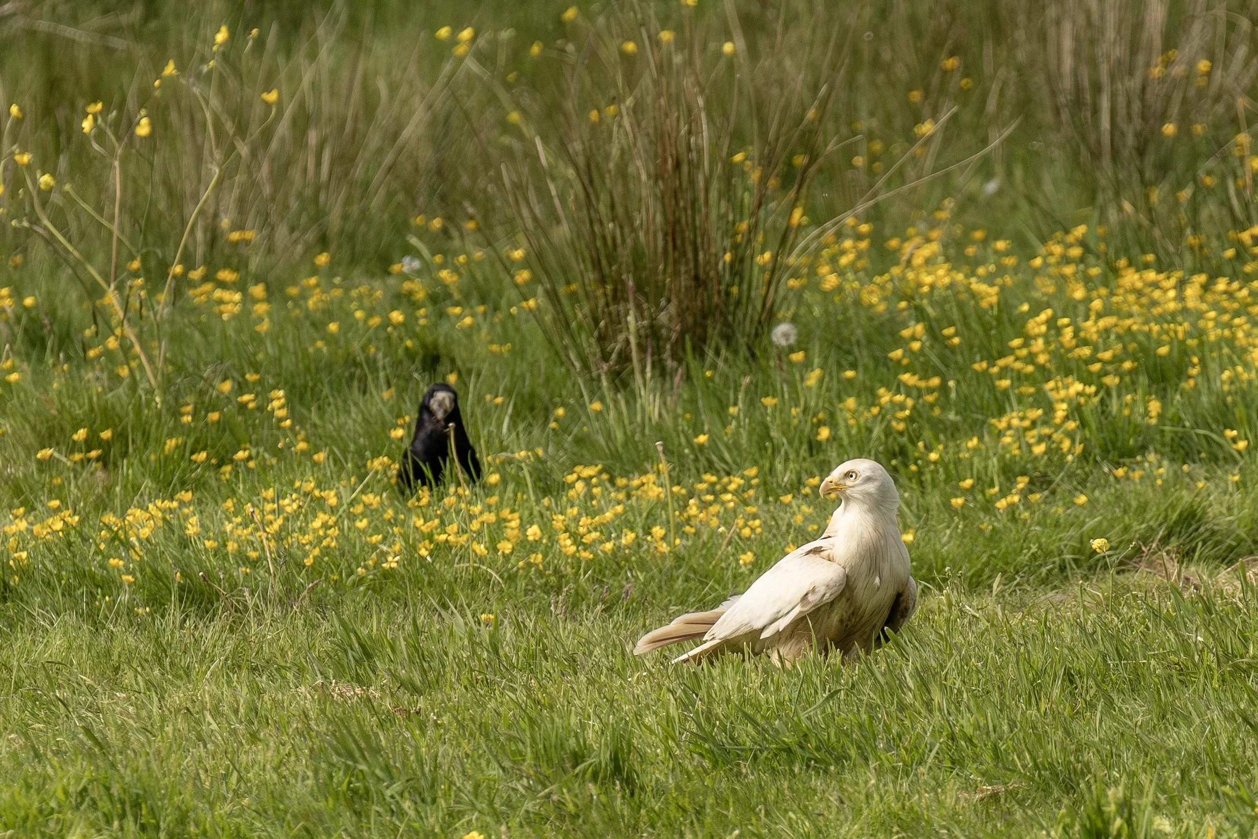 Leucistic Red Kite on the Ground Small.jpg