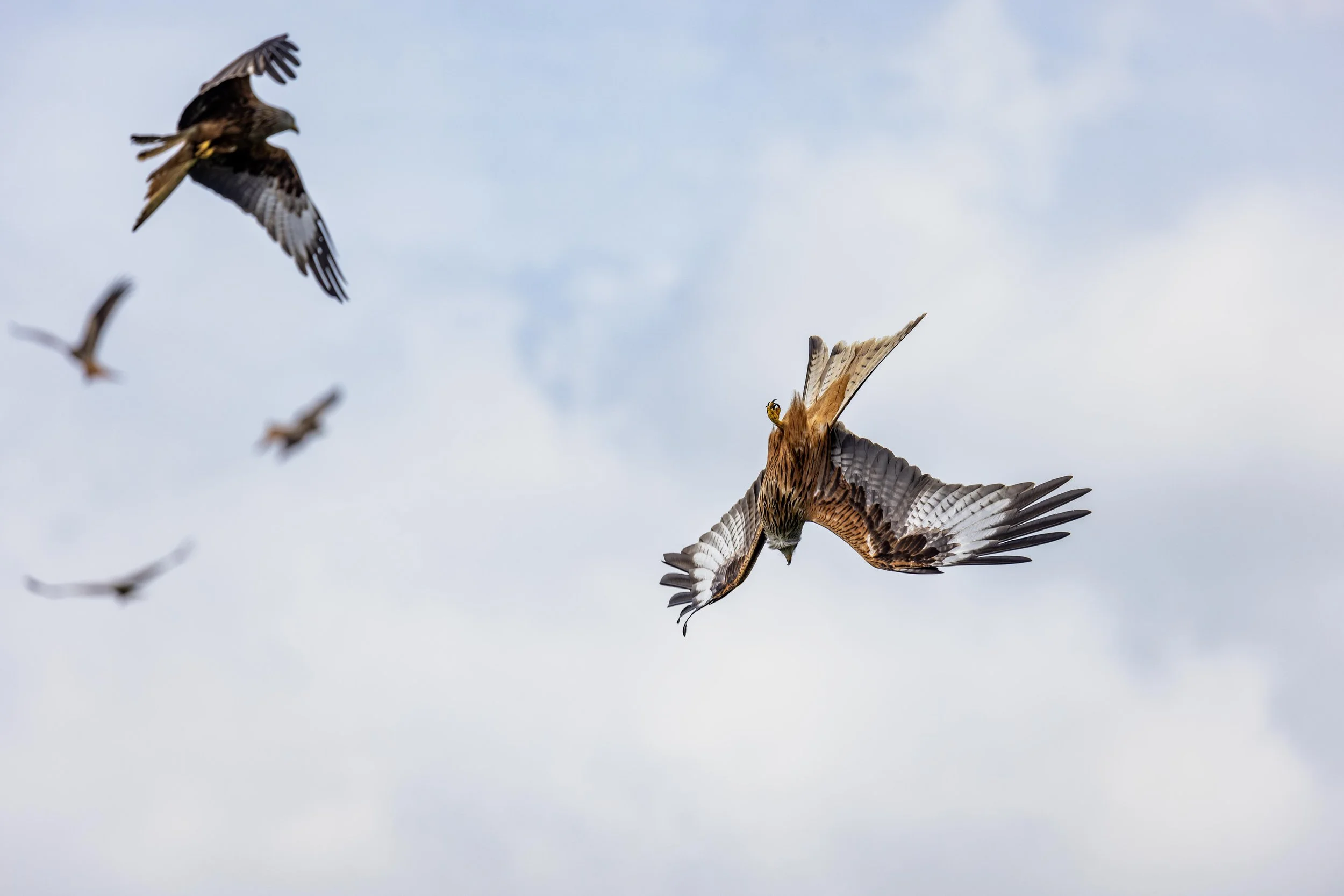 Red Kite Dive 2 Small.jpg