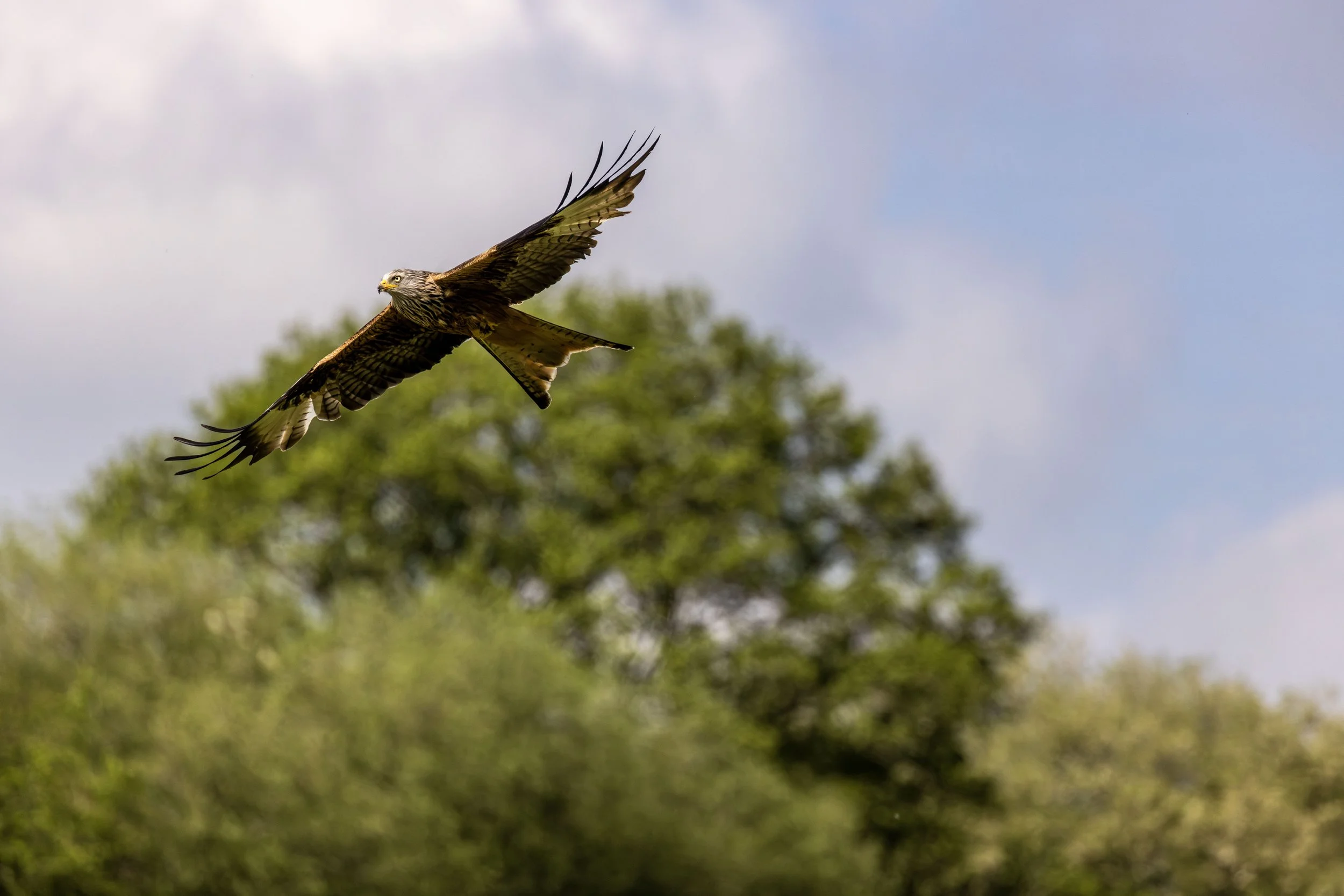 Red Kite 2 Small.jpg