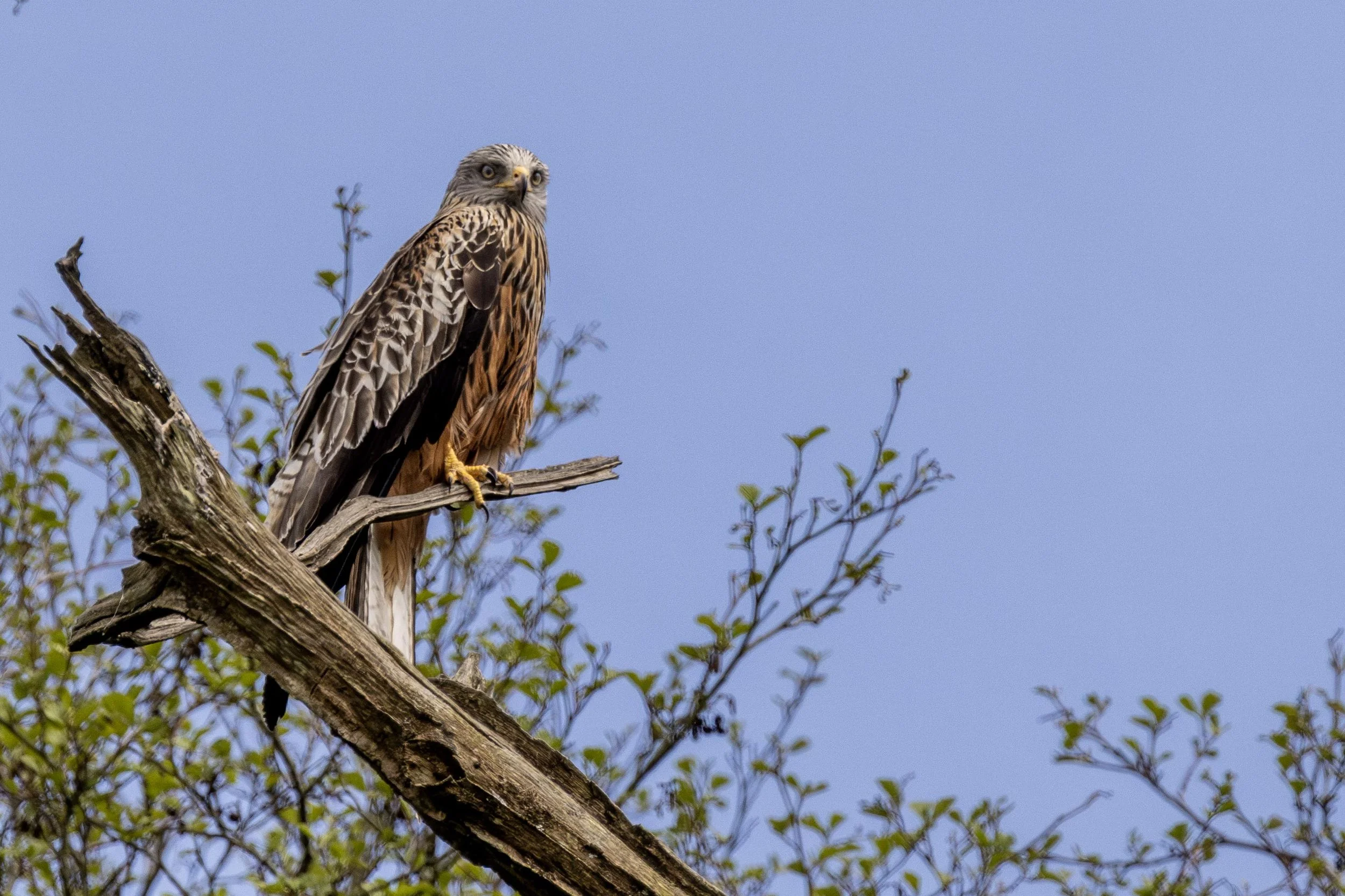 Red Kite Perched Small.jpg