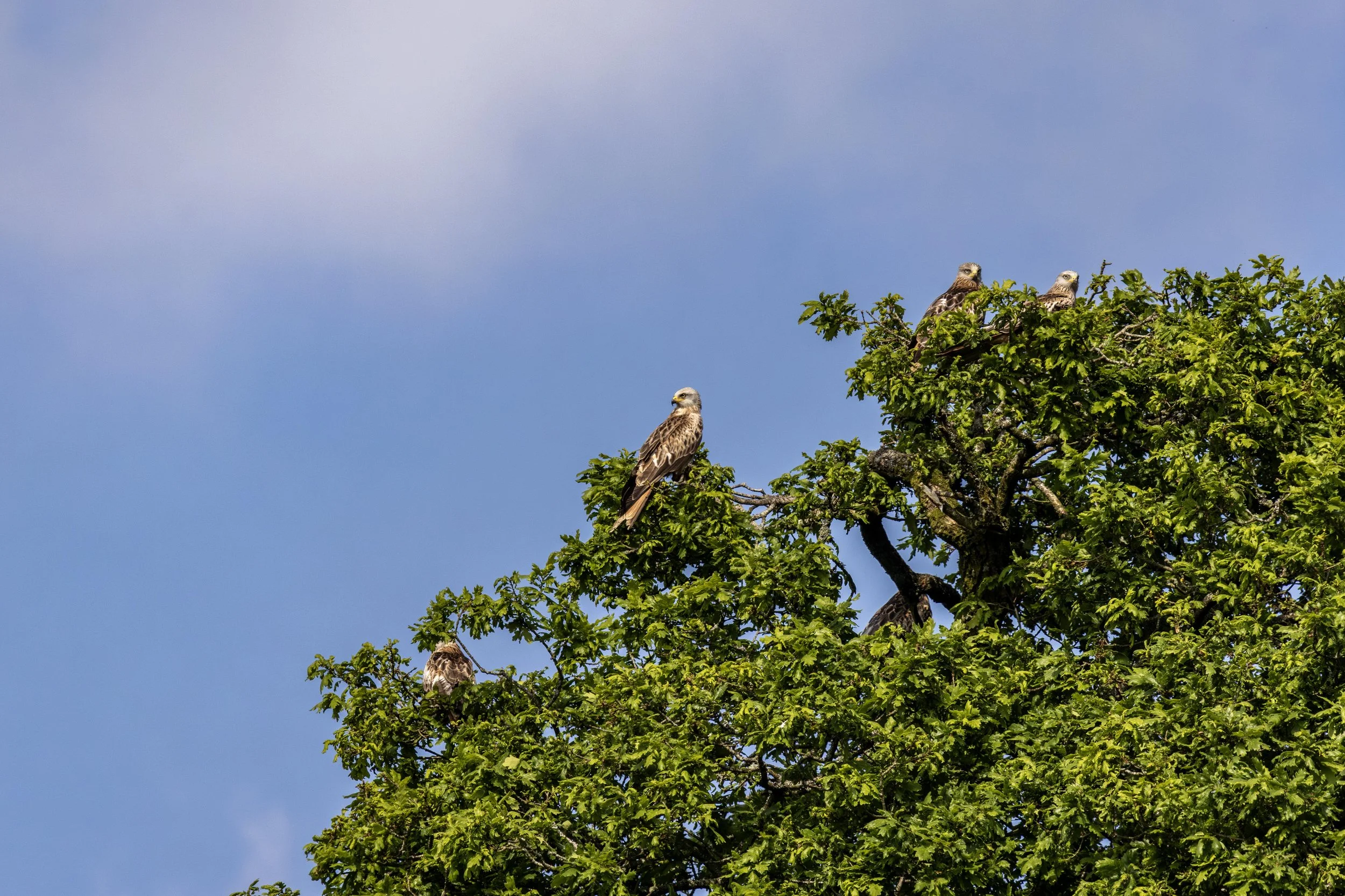 Red Kites waiting in a tree Small.jpg