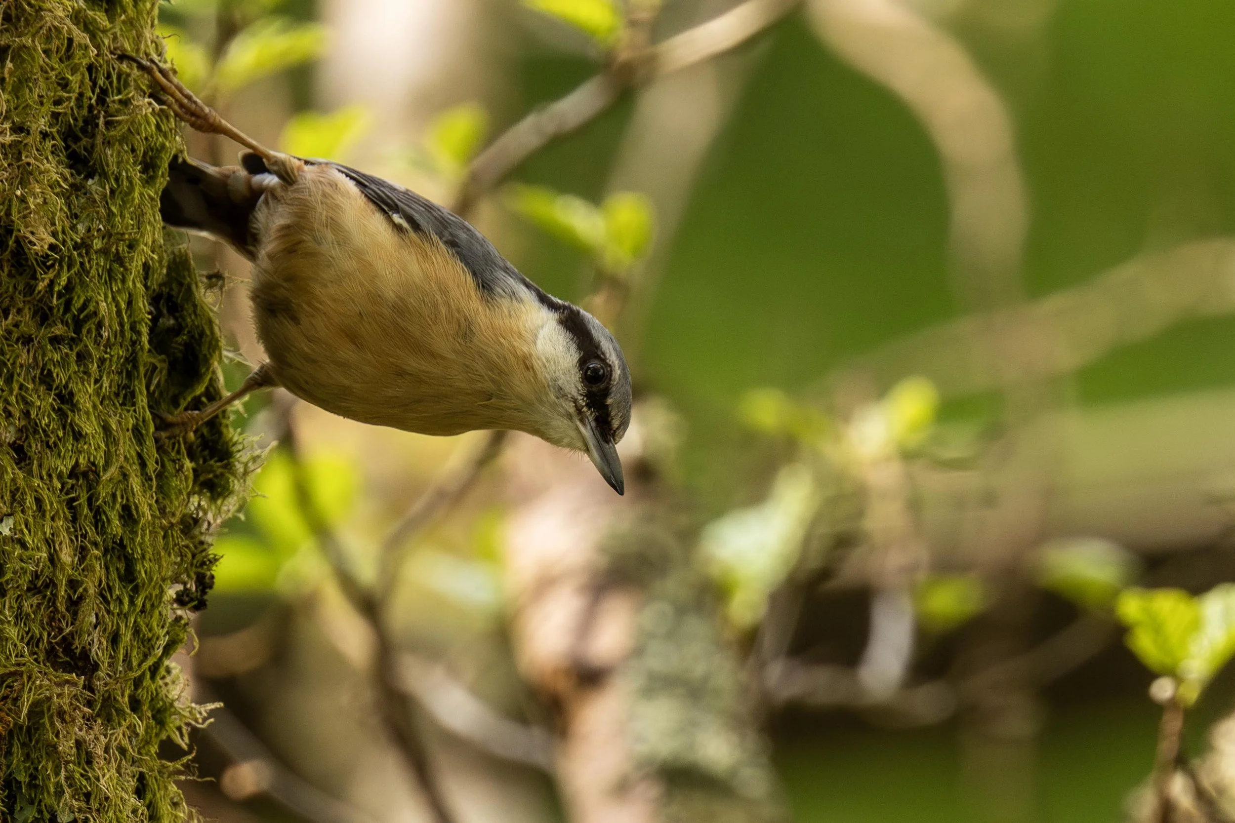 Nuthatch hunting in the Tree Moss Small.jpg