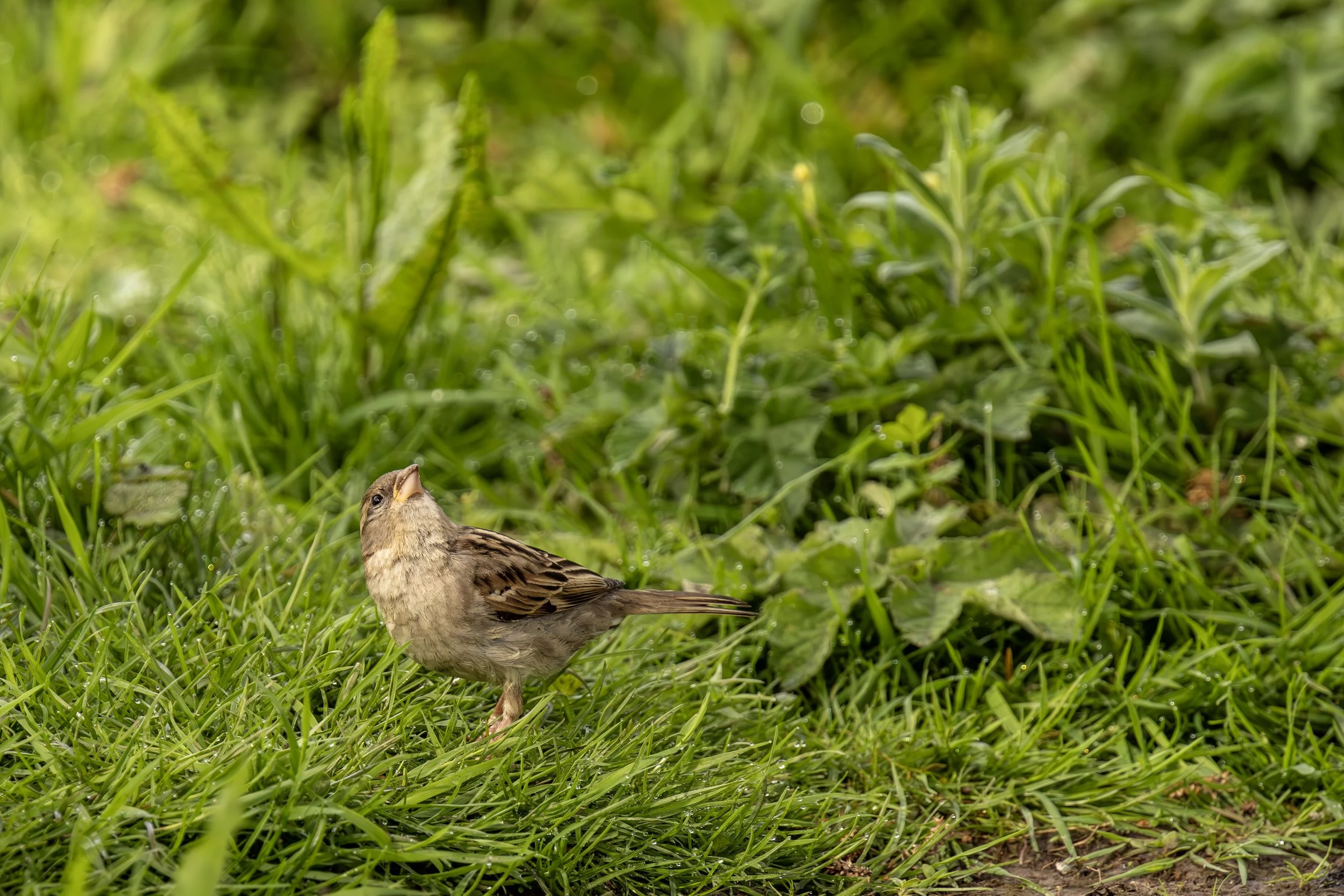 Sparrow watching out for Hawks Small.jpg