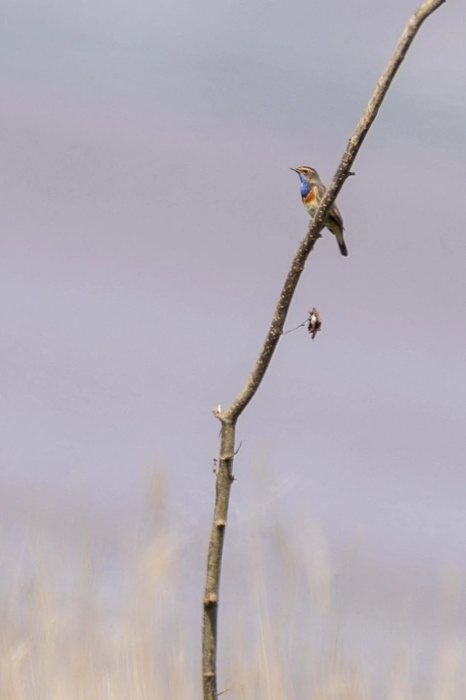 Bluethroat above the reeds on a Branch Small.jpg