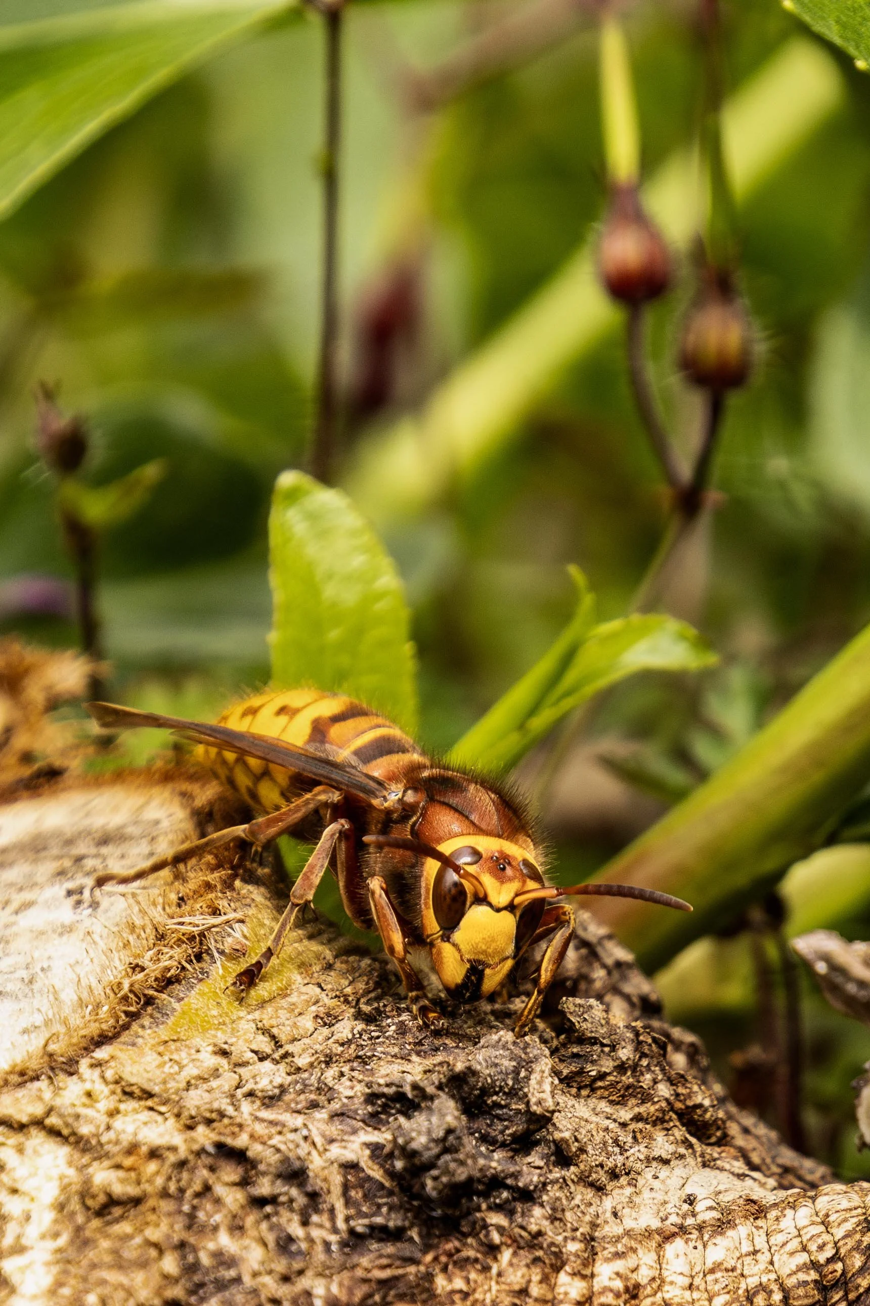 European Hornet Small.jpg