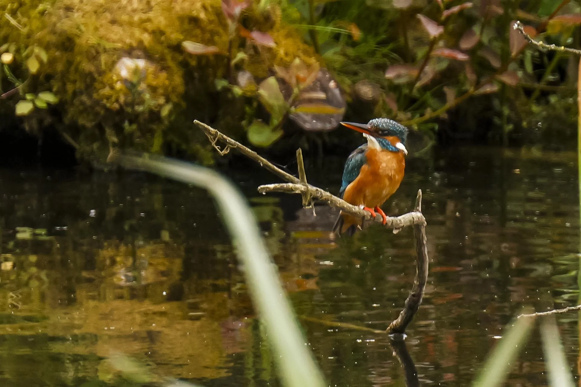 Female Kingfisher perched above the Water Small.jpg