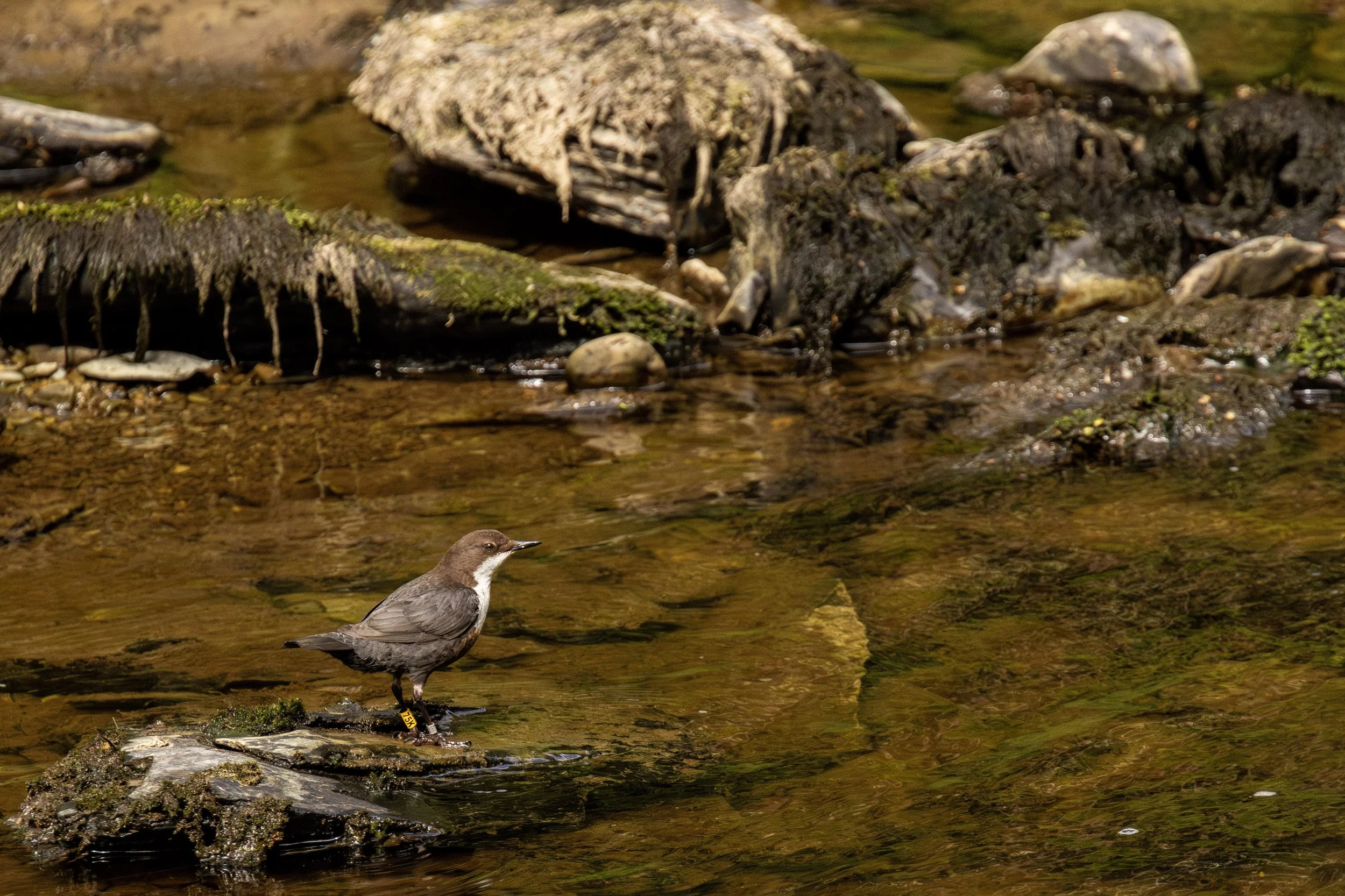 Dipper 1 Small.jpg