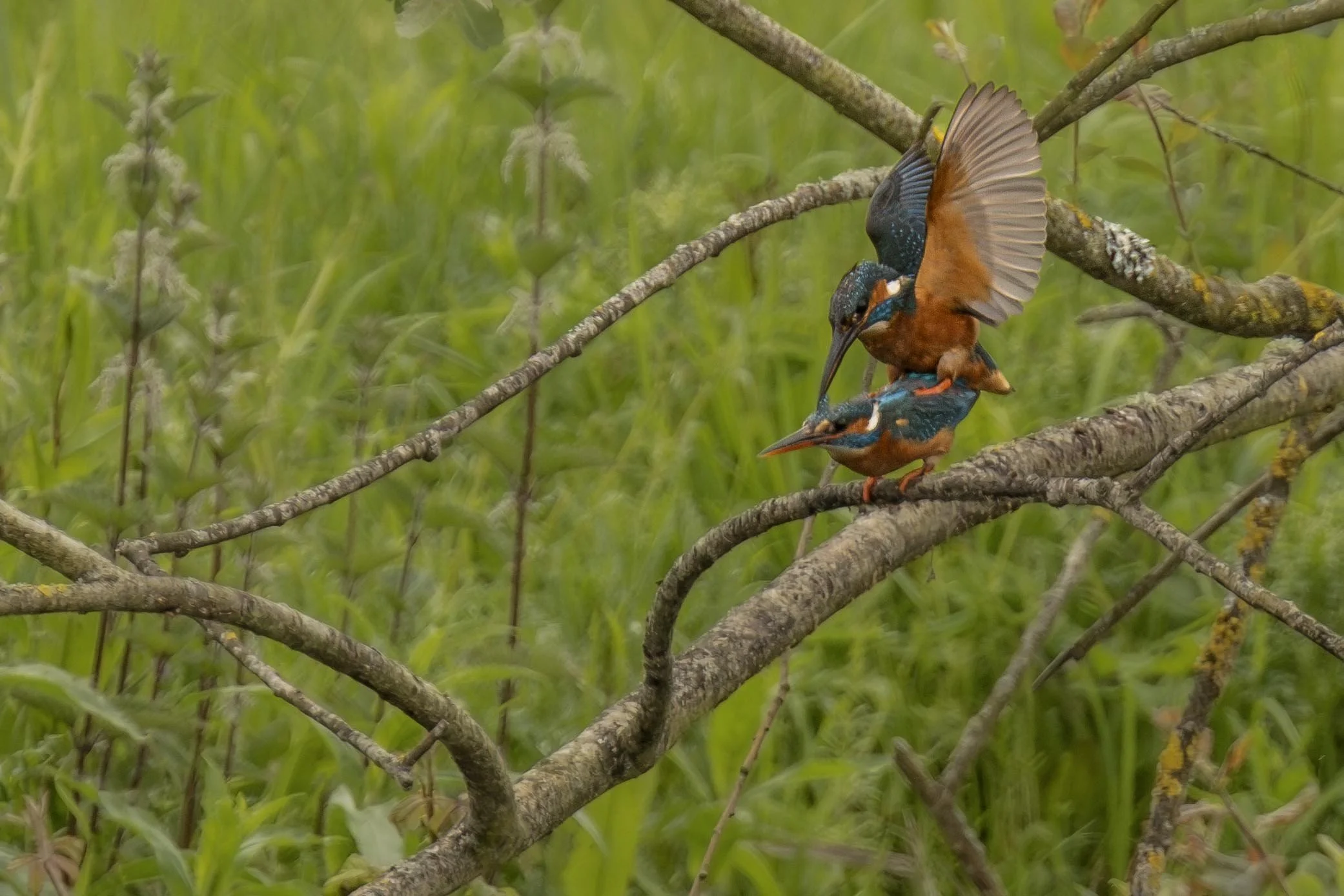 Mating Kingfishers 1 Small.jpg