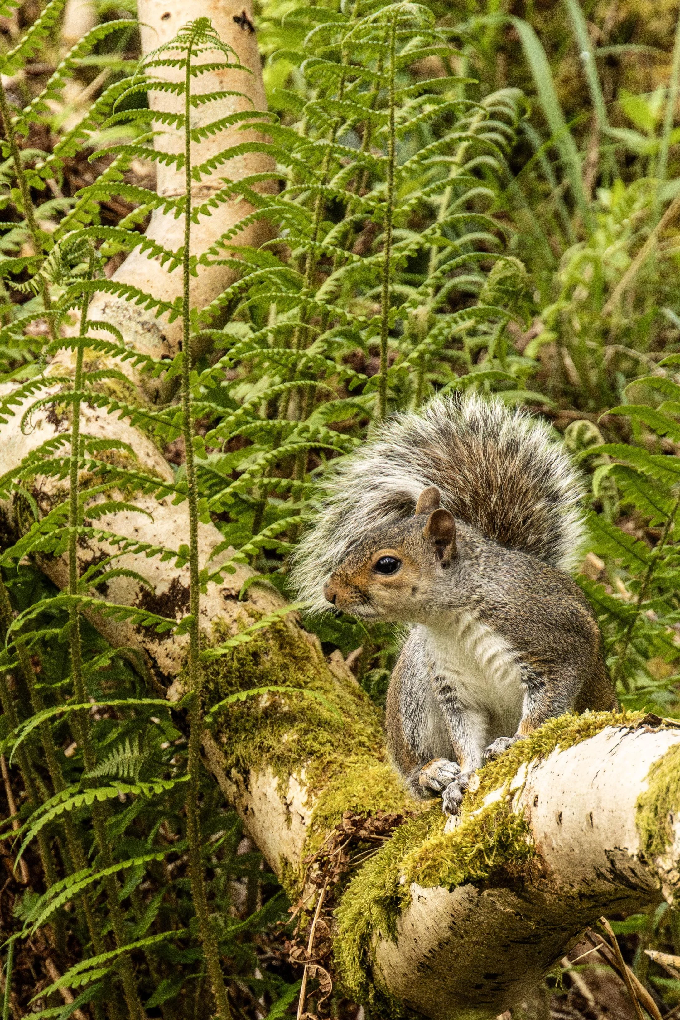 Grey Squirrel on a low branch Small.jpg