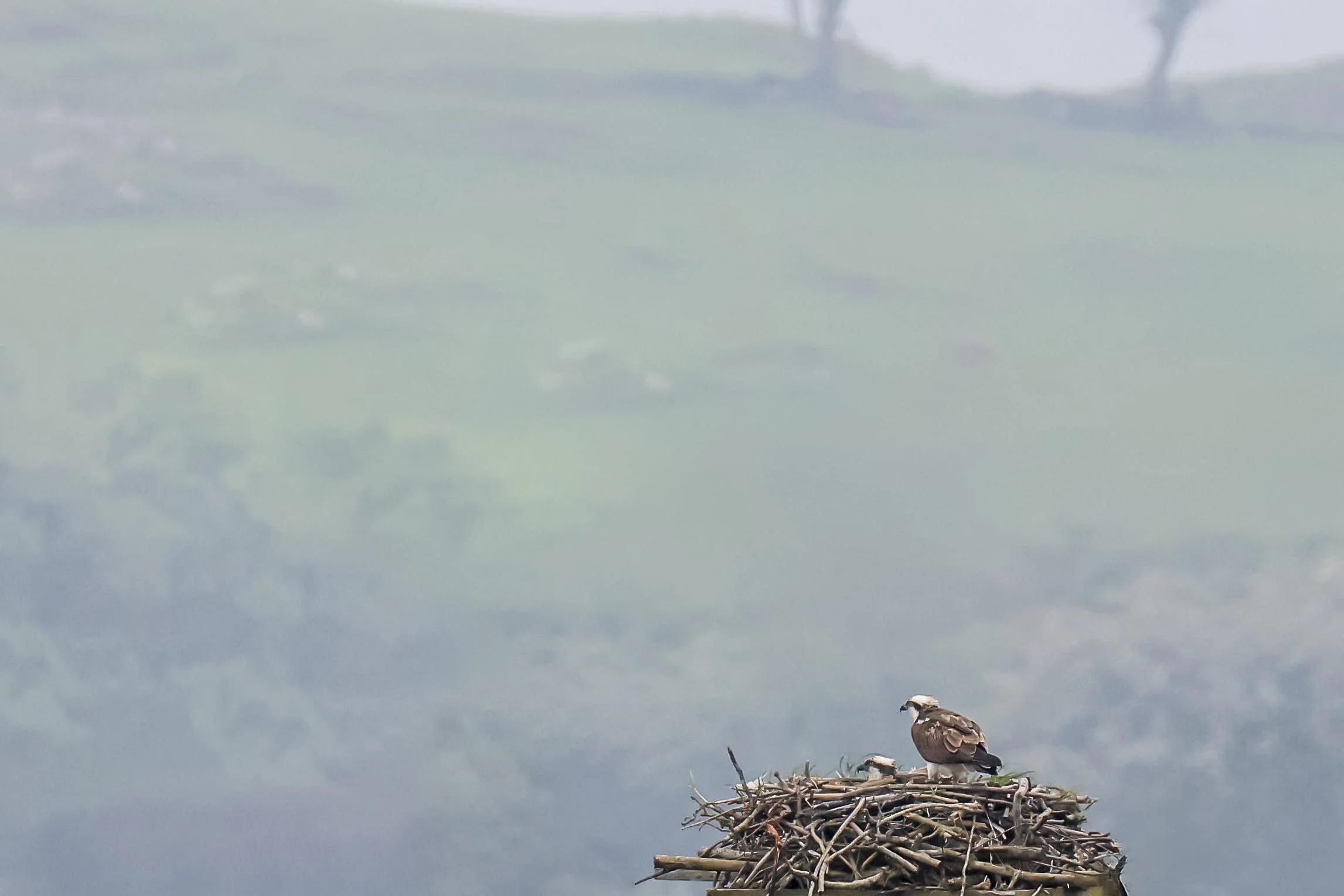 Ospreys on the Nest 2 Small.jpg