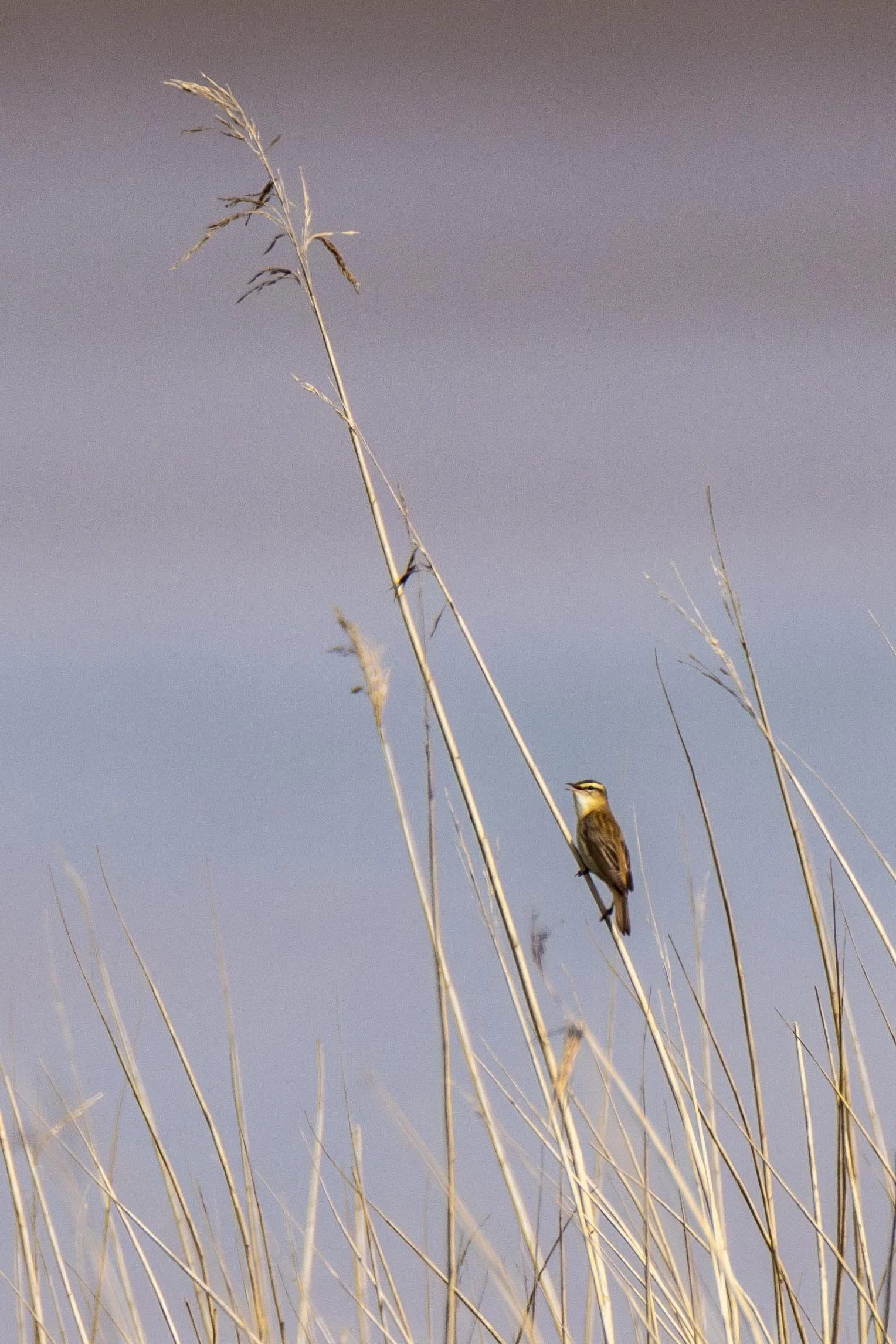 Sedge Warbler in the reeds Small.jpg