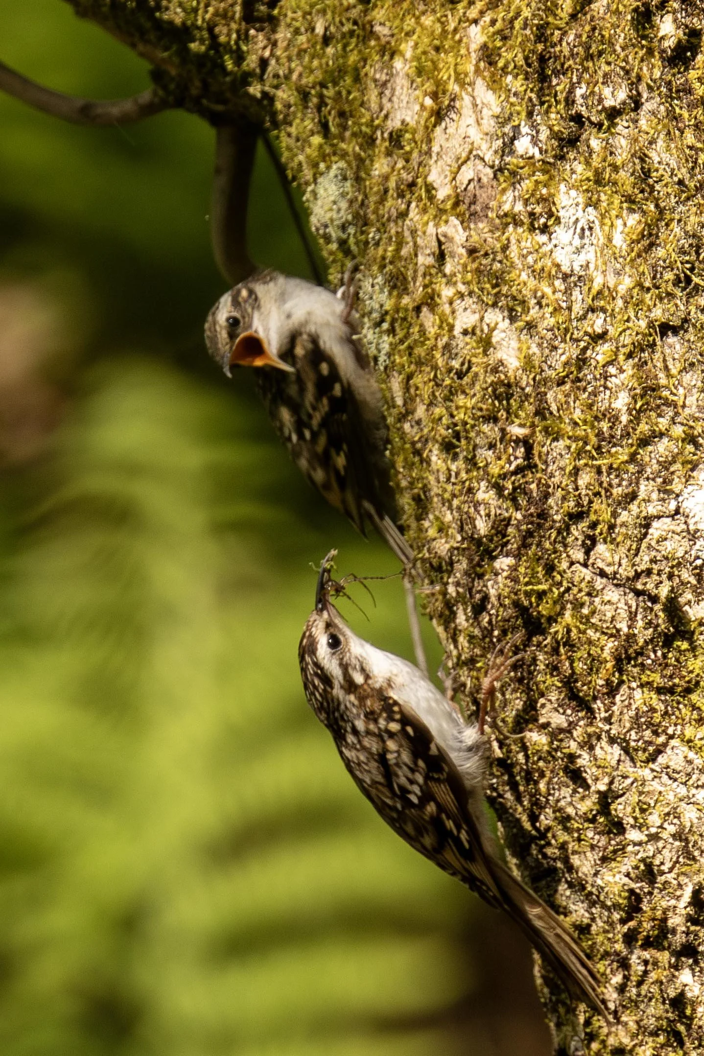 Treecreeper Chick being fed by adult Small.jpg