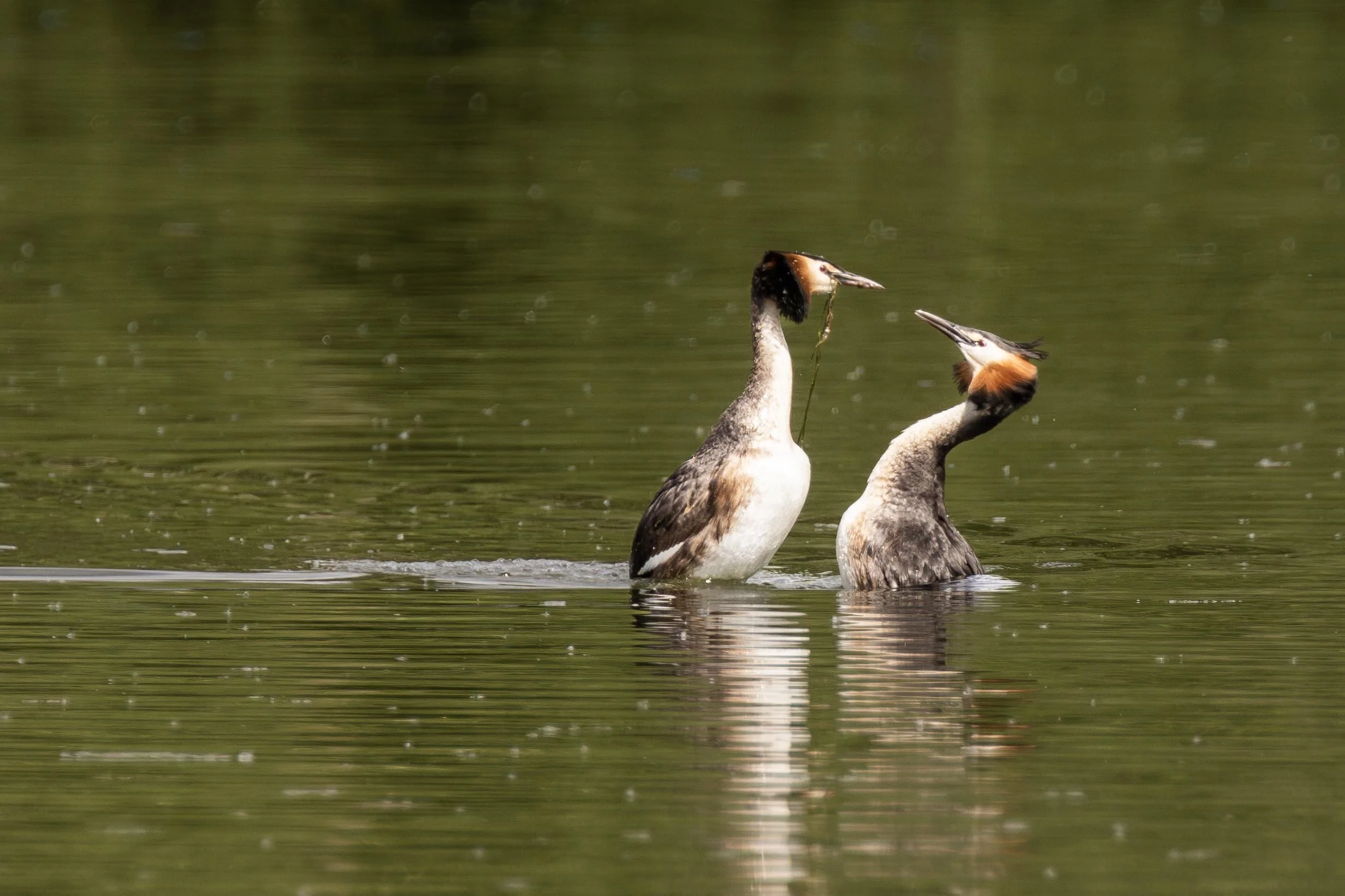 Great Crested Grebes in Mating Dance Small.jpg