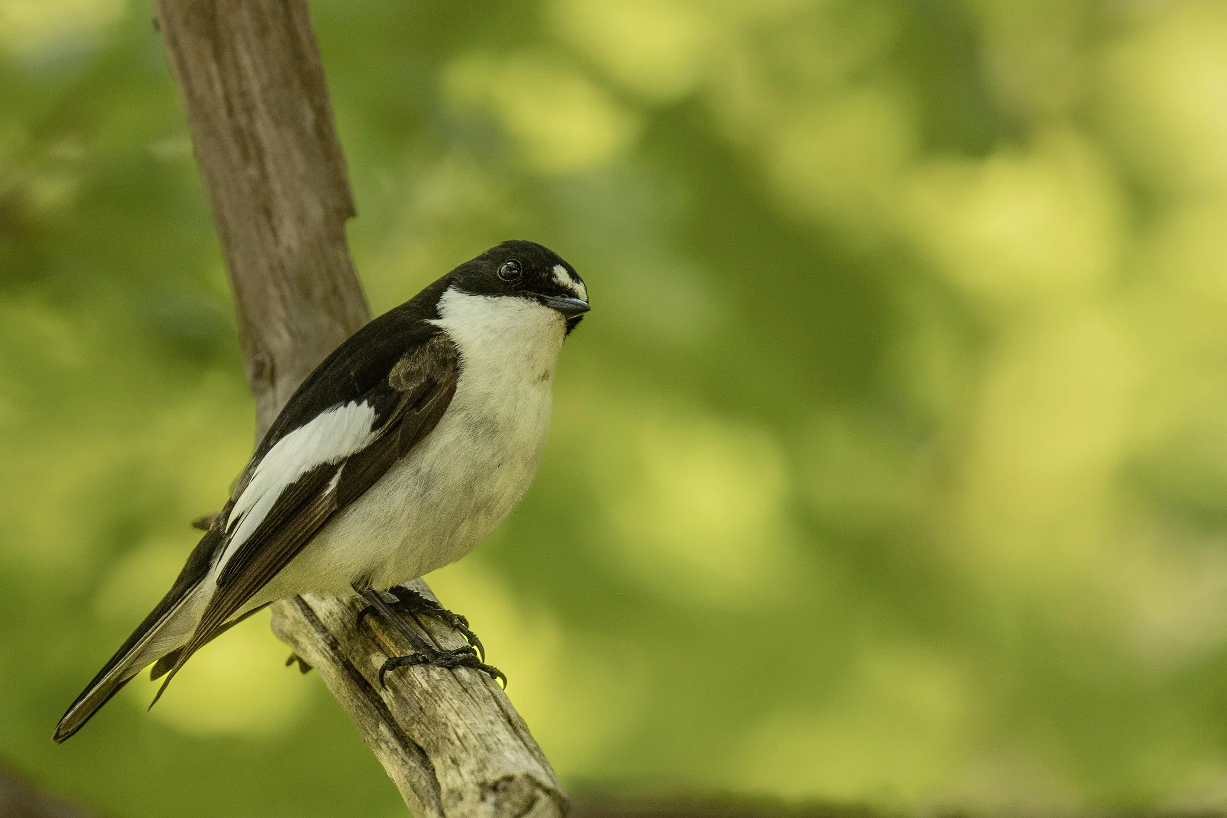 Pied Flycatcher perched 1 Small.jpg
