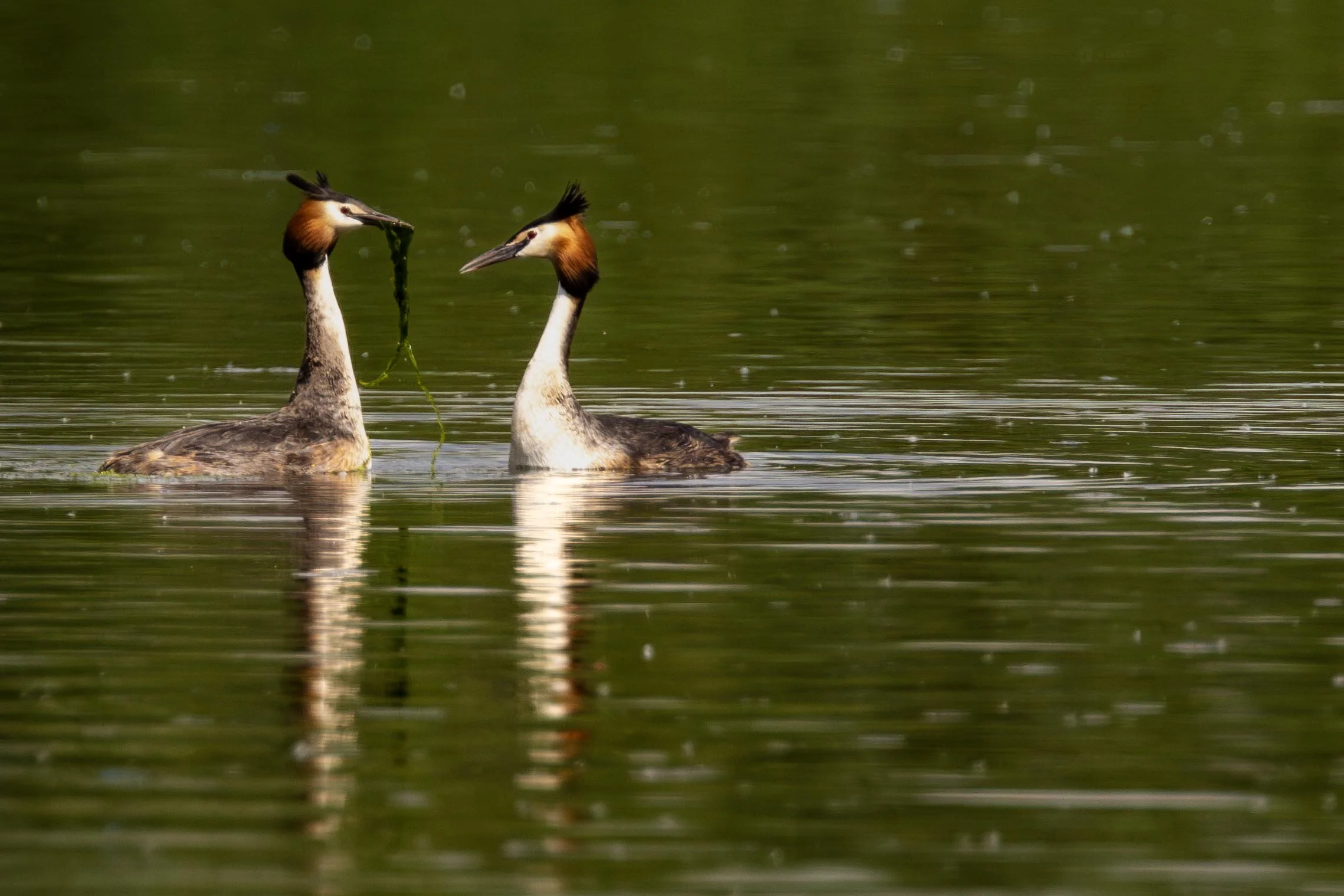 Great Crested Grebes Small.jpg