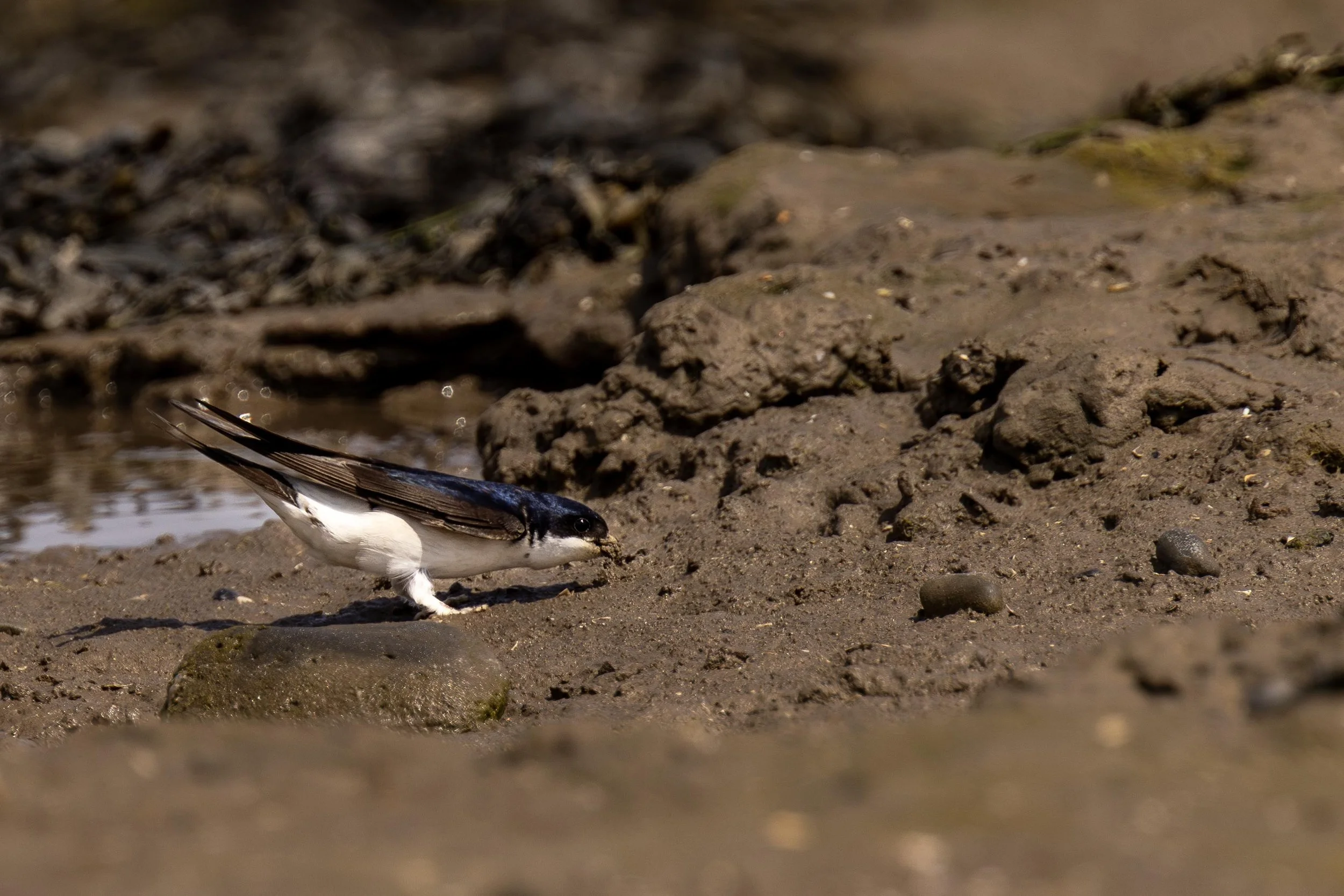 House Martin Collecting Mud for nest building Small.jpg