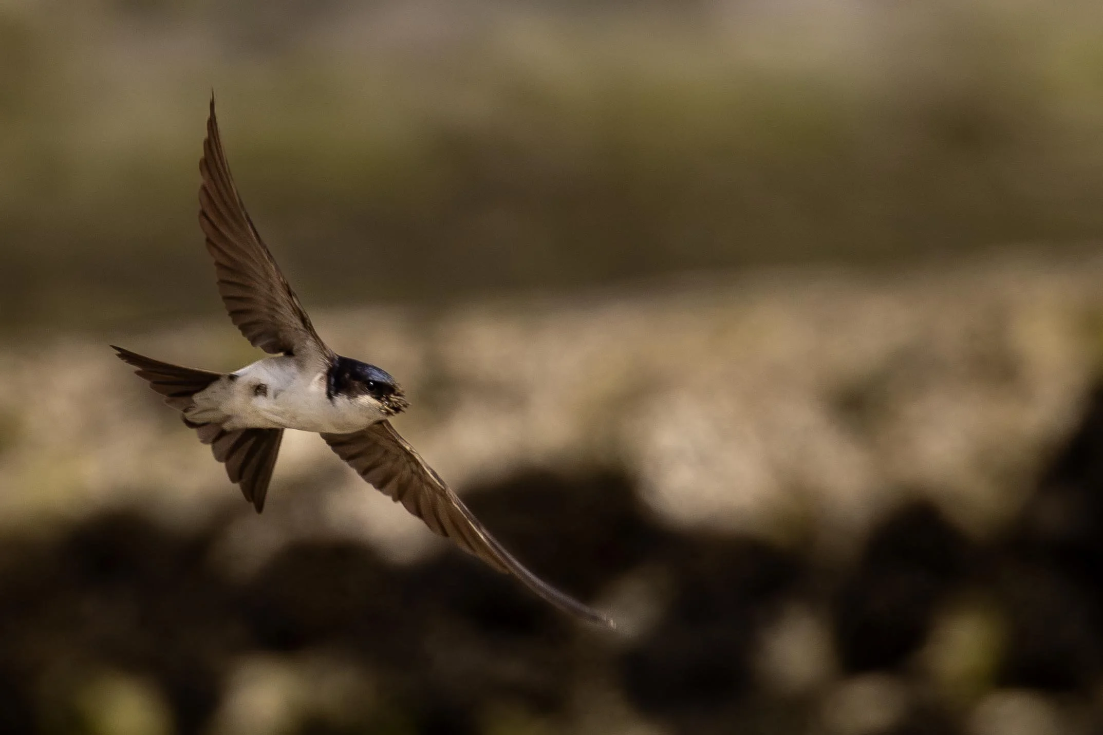 House Martin Flying back to build the Nest Small.jpg