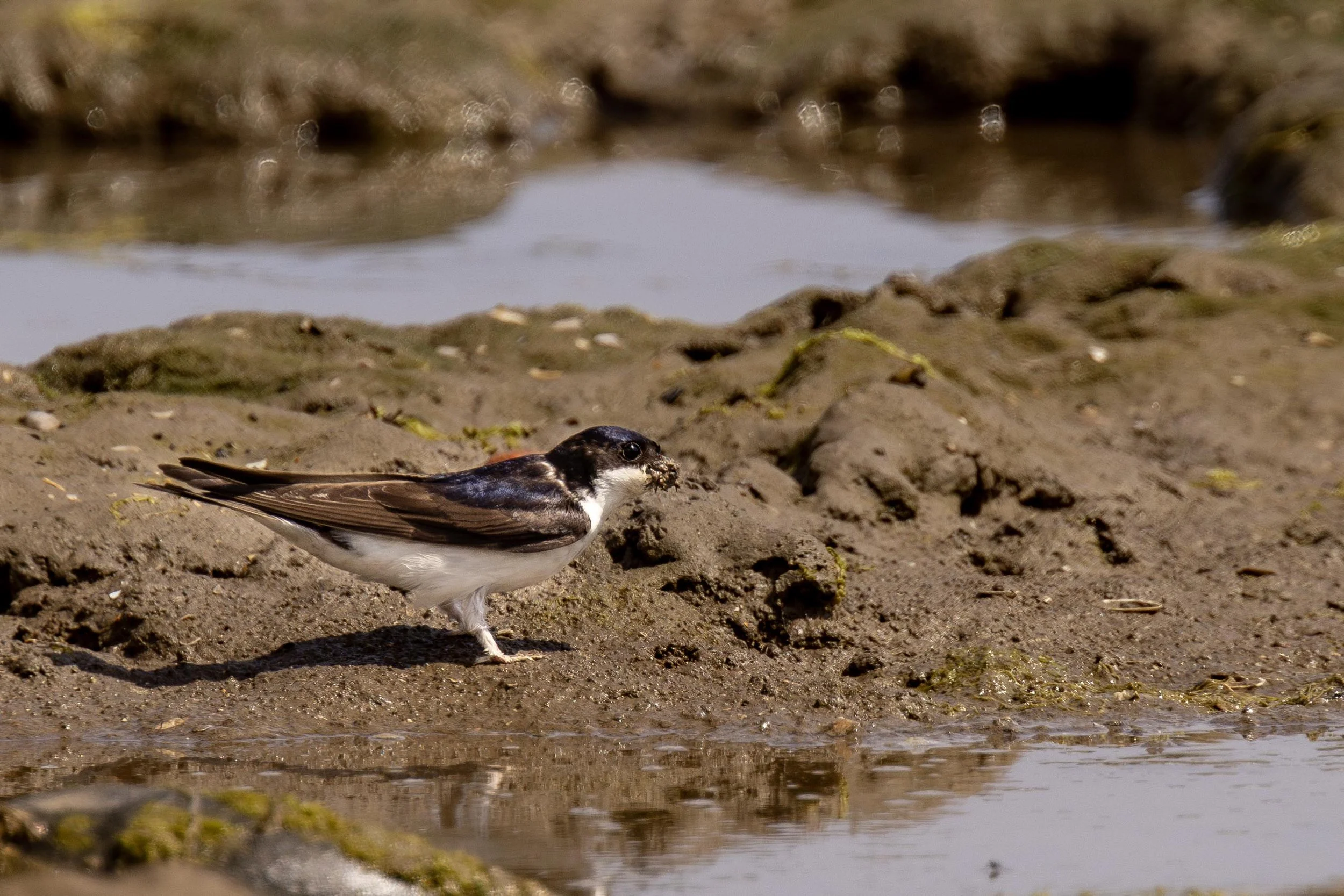 House Martin with a beak full of Mud Small.jpg