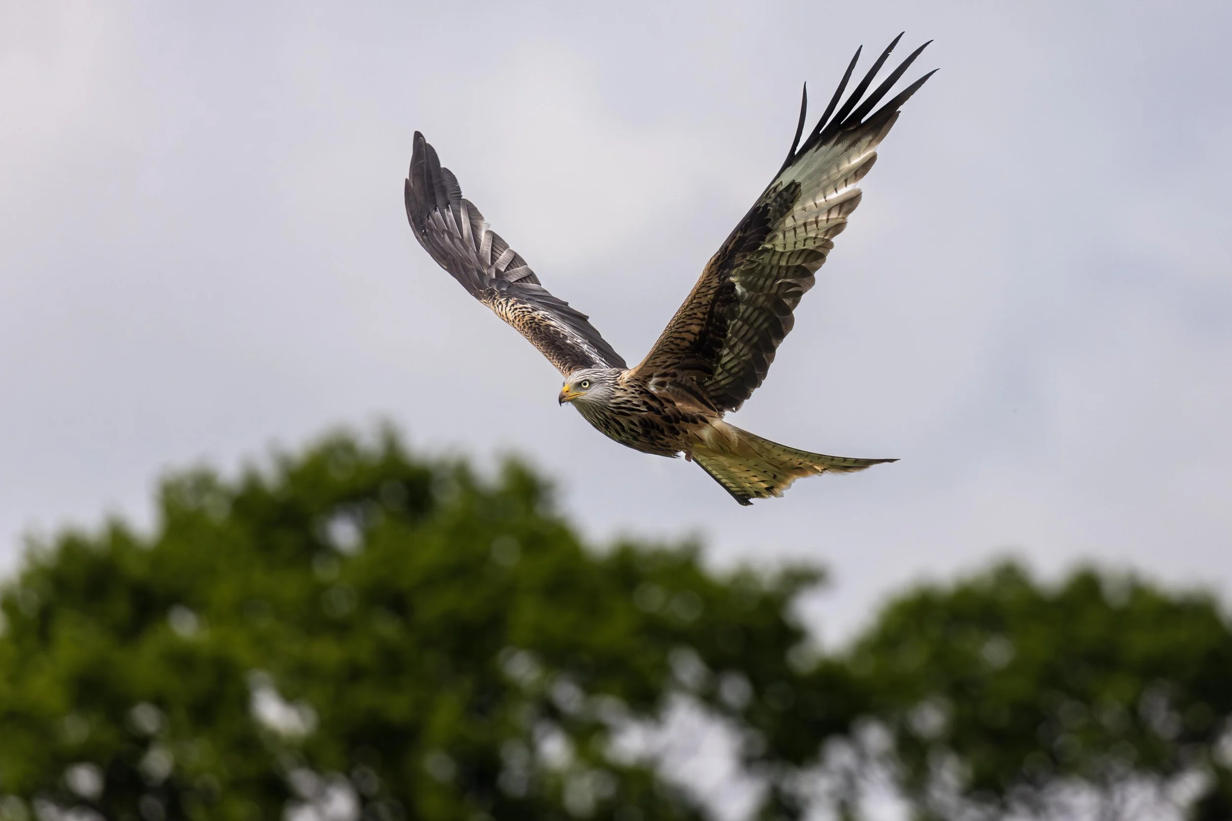 Red Kite in Flight over the trees Small.jpg
