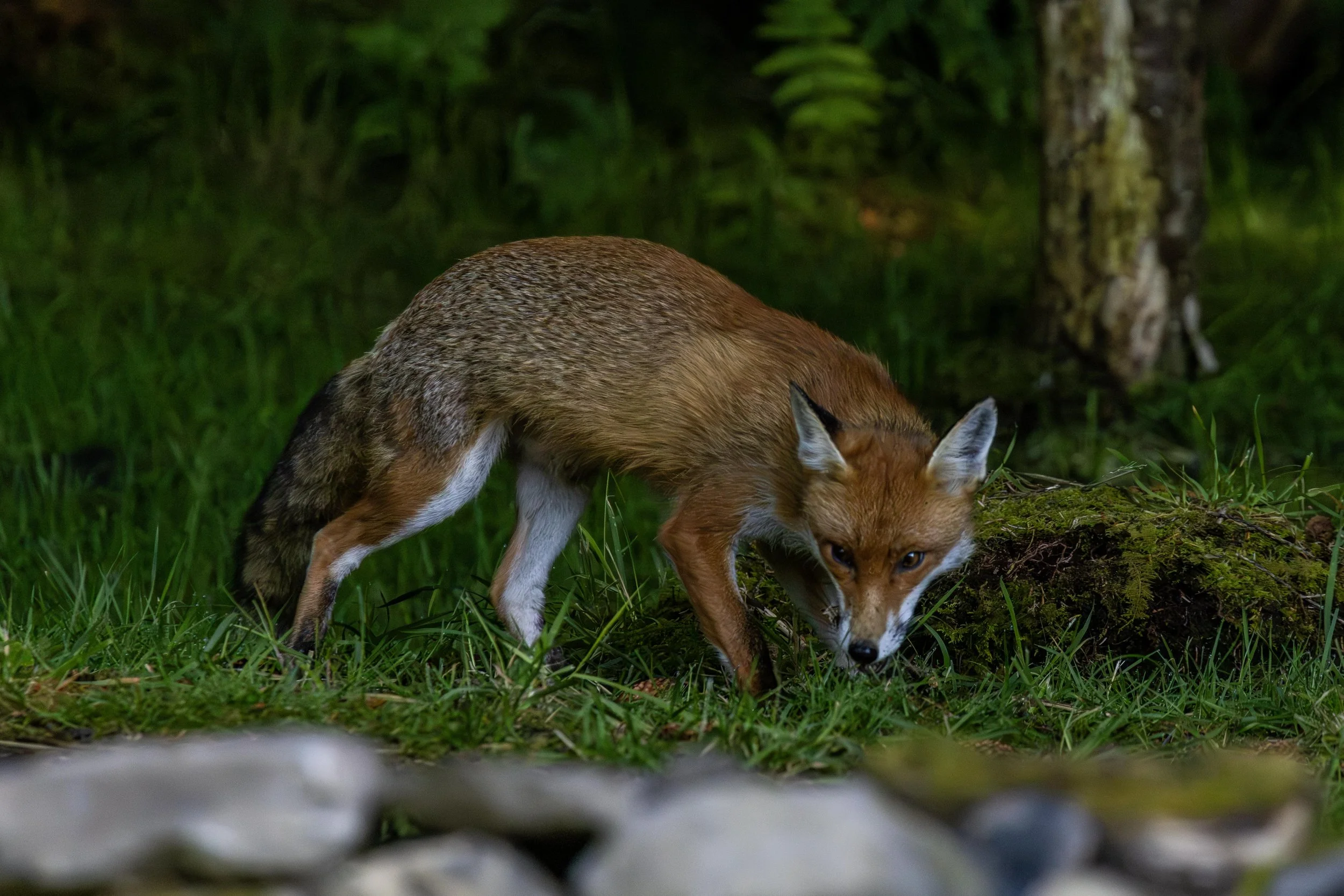 Fox Listening to every sound hunting for food Small.jpg